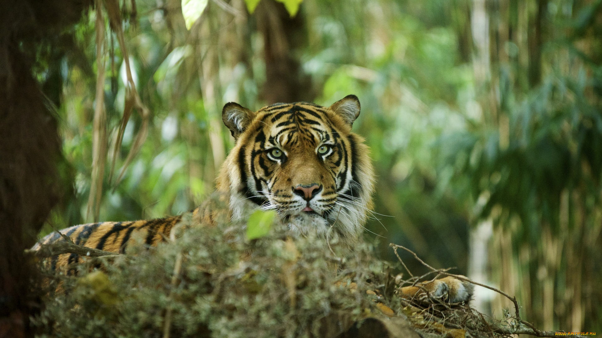 животные, тигры, хищник, морда, отдых