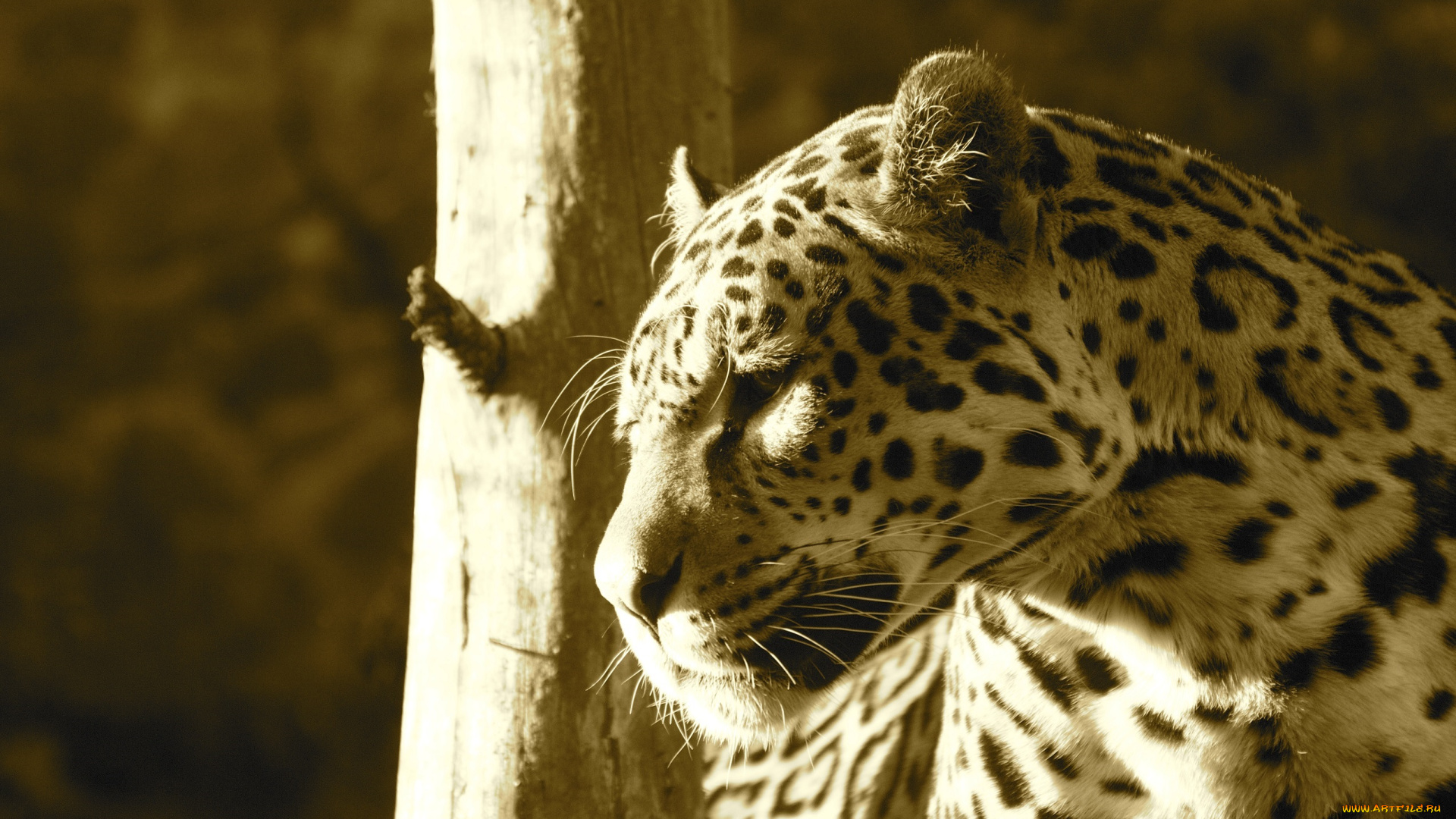 животные, Ягуары, морда, профиль, свет