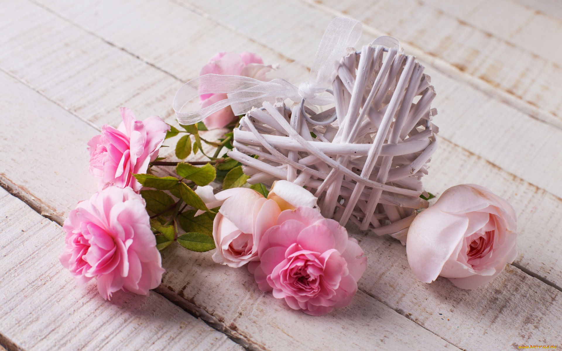 цветы, розы, сердце