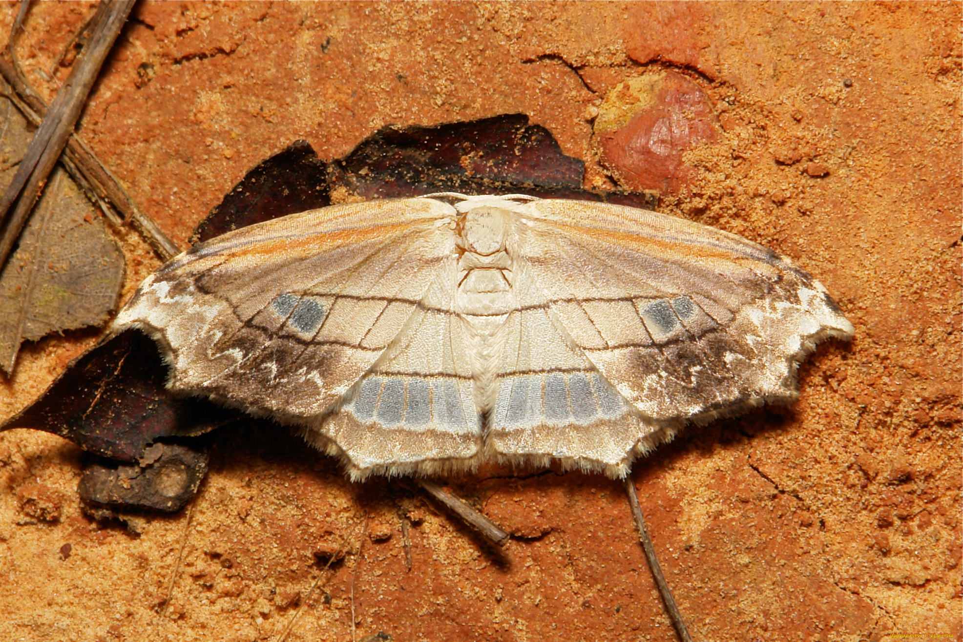 животные, бабочки, itchydogimages, макро, моль, мотылёк