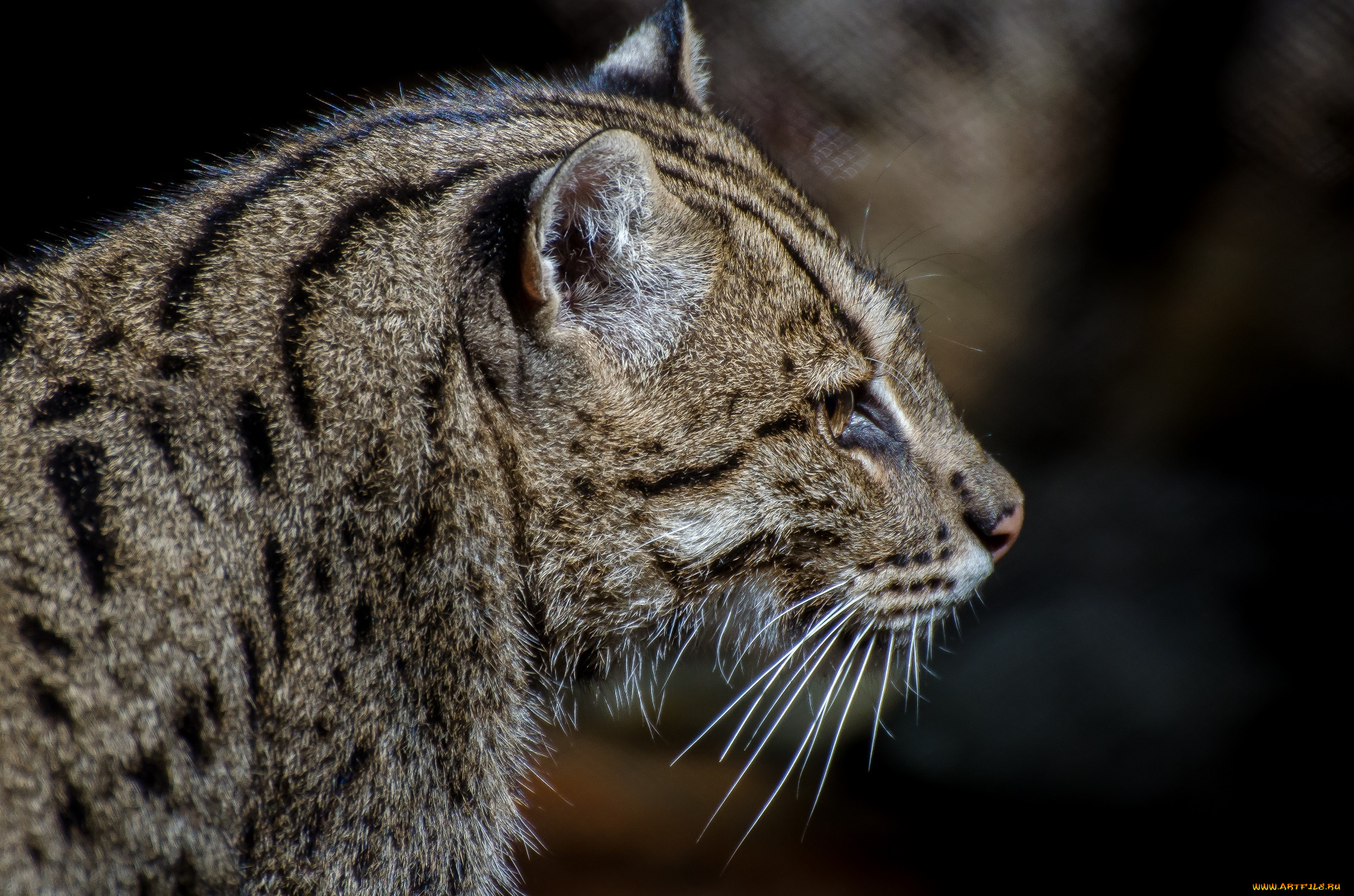 животные, дикие, кошки, кошка-рыболов, морда, профиль, мех, усы, хищник