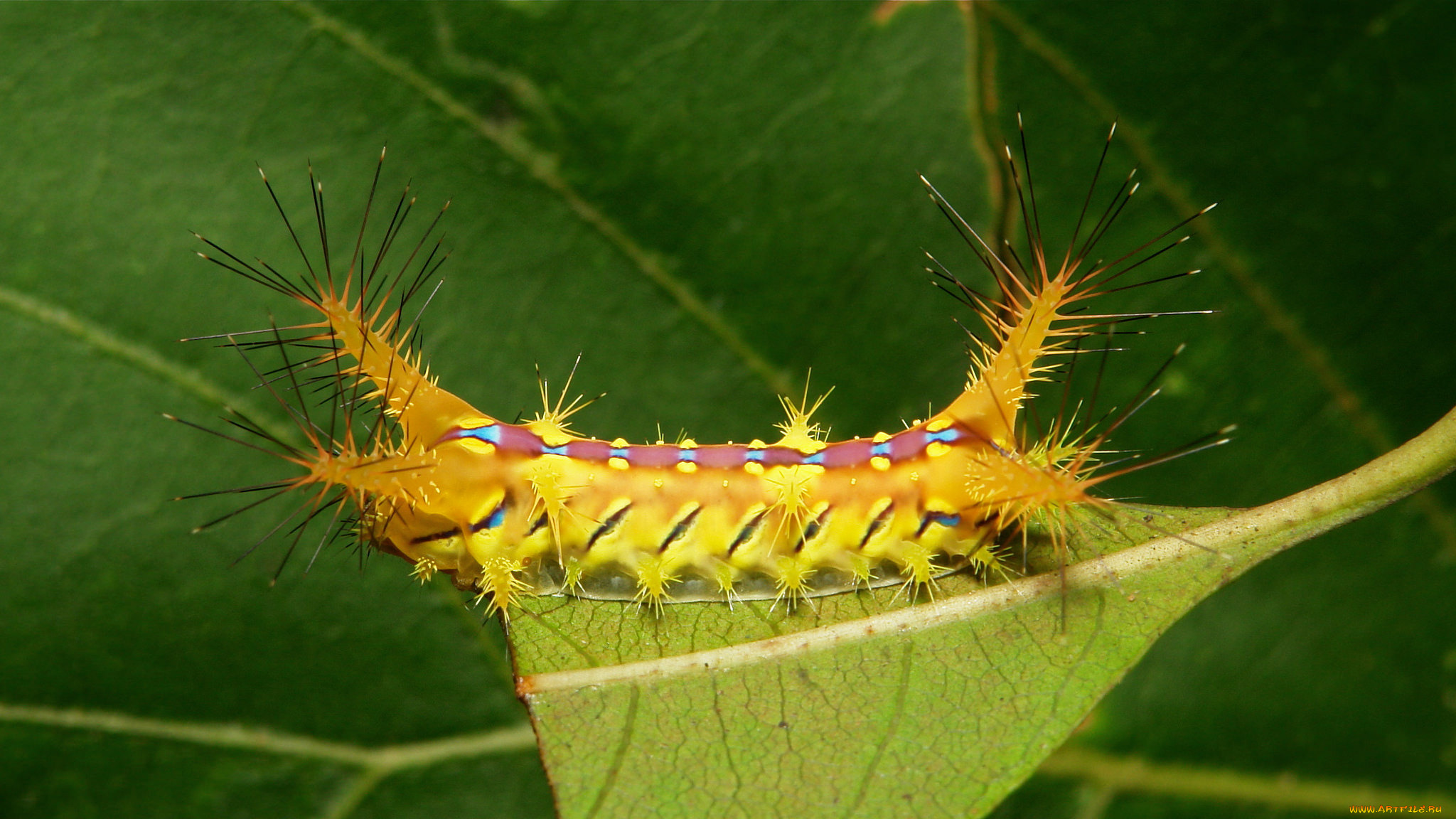 животные, гусеницы, гусеница, лист, макро, itchydogimages