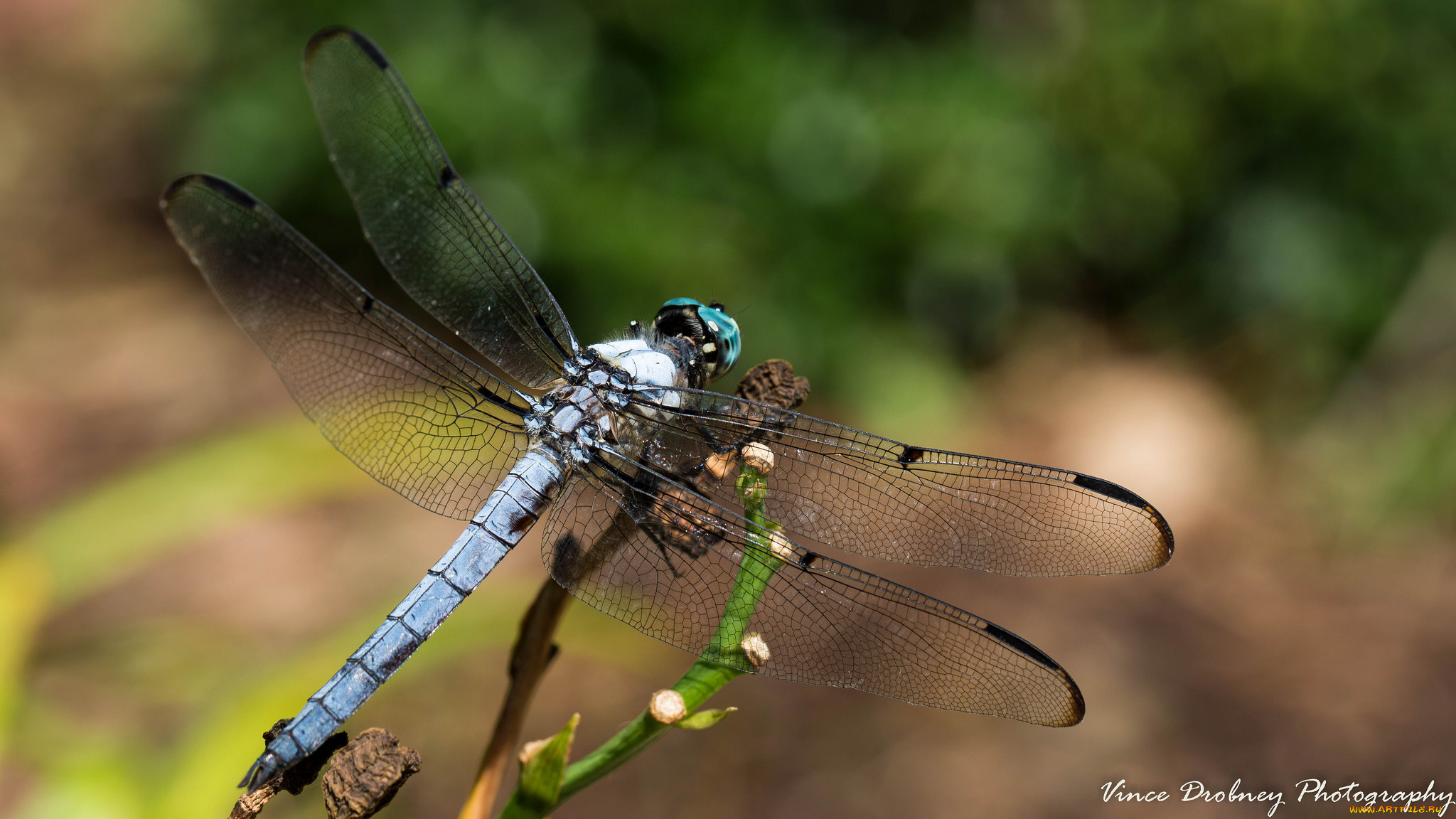 животные, стрекозы, крылья, стрекоза, насекомое, макро