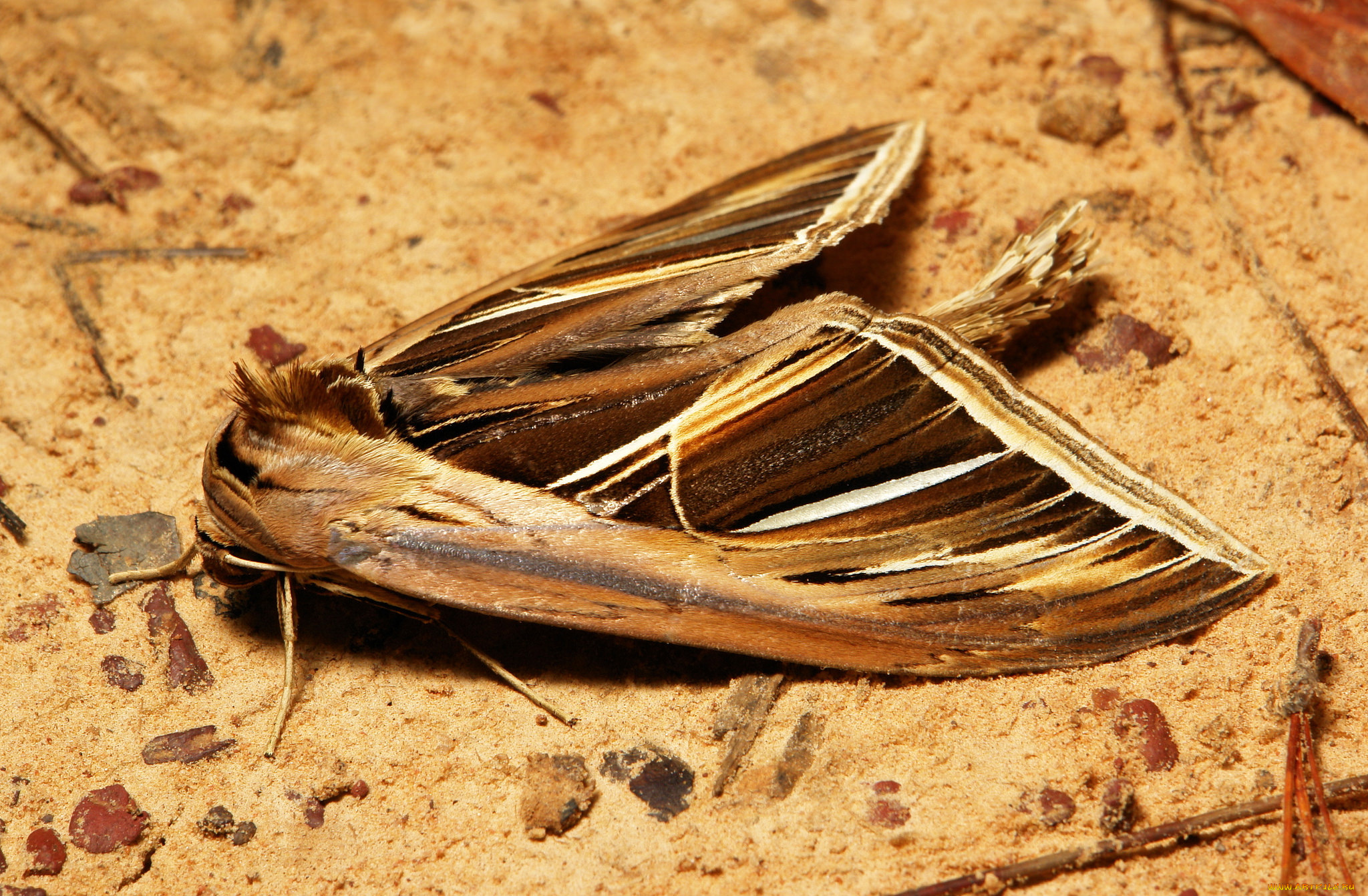 животные, бабочки, itchydogimages, макро, земля, моль, крылья