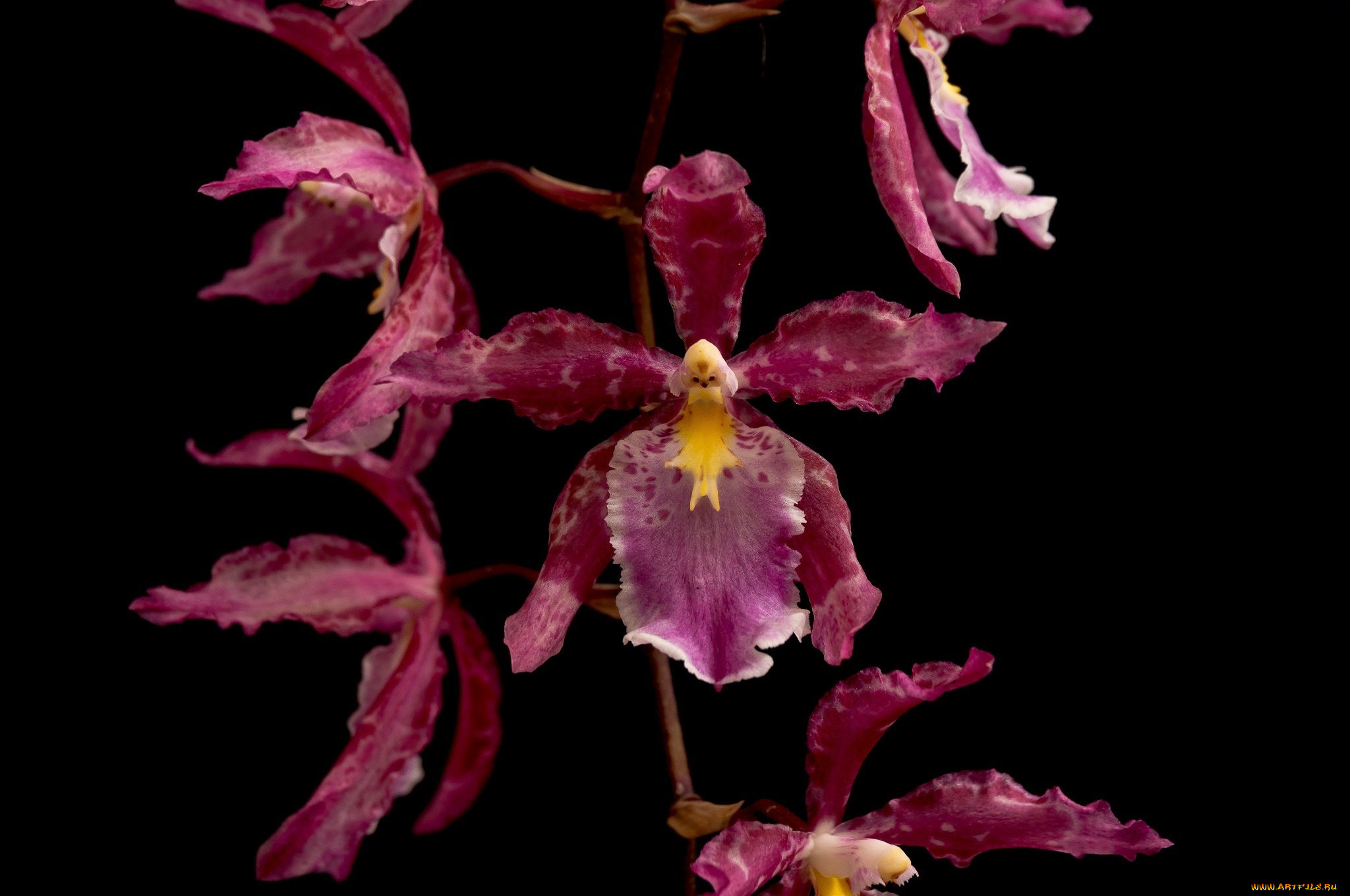 цветы, орхидеи, макро, лепестки, розовый