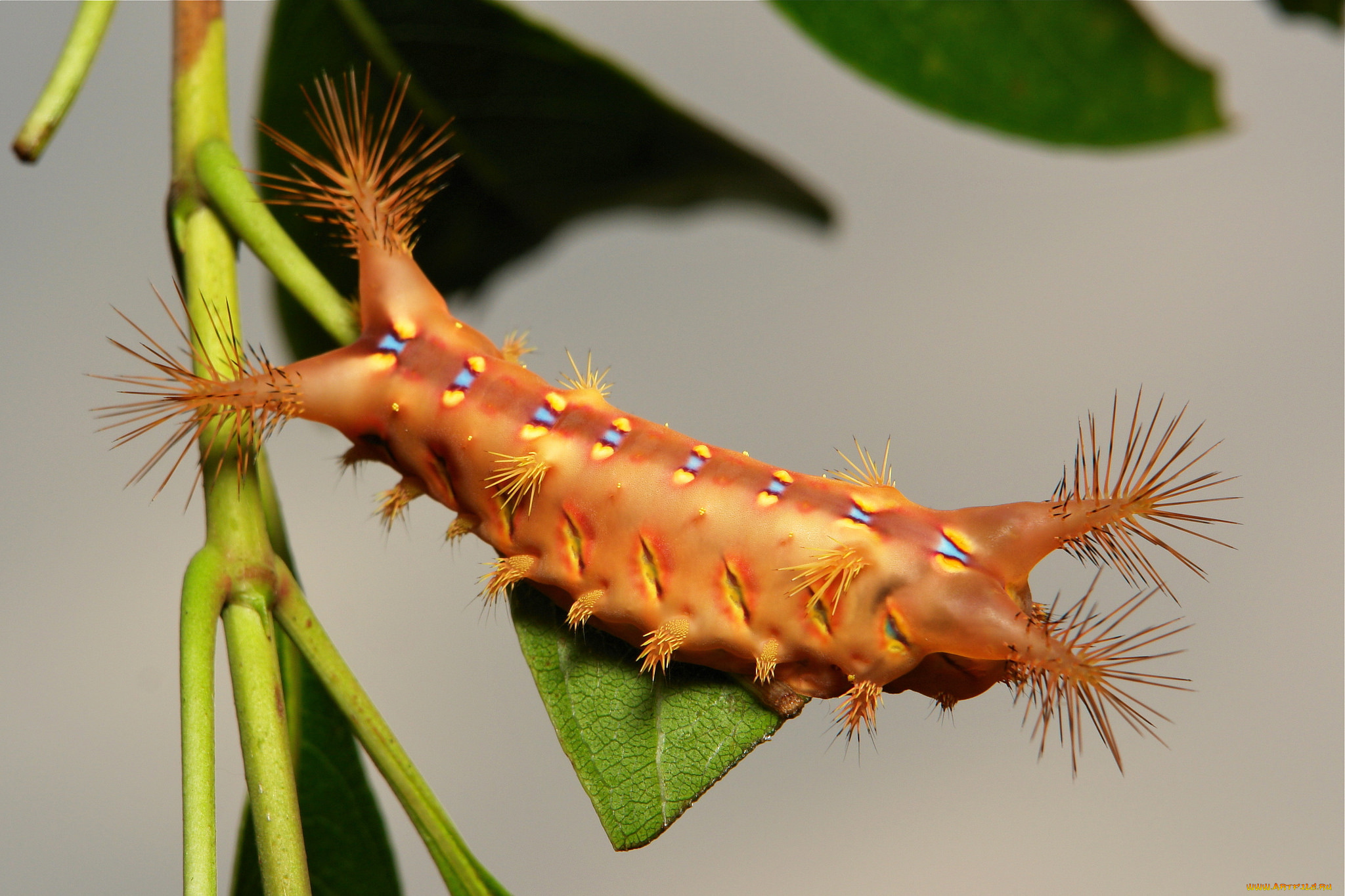 животные, гусеницы, макро, лист, гусеница, itchydogimages