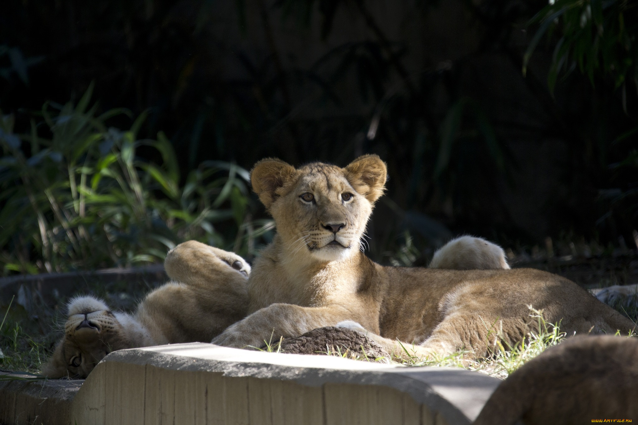 животные, львы, львята, детеныши, пара, морда, отдых, зоопарк