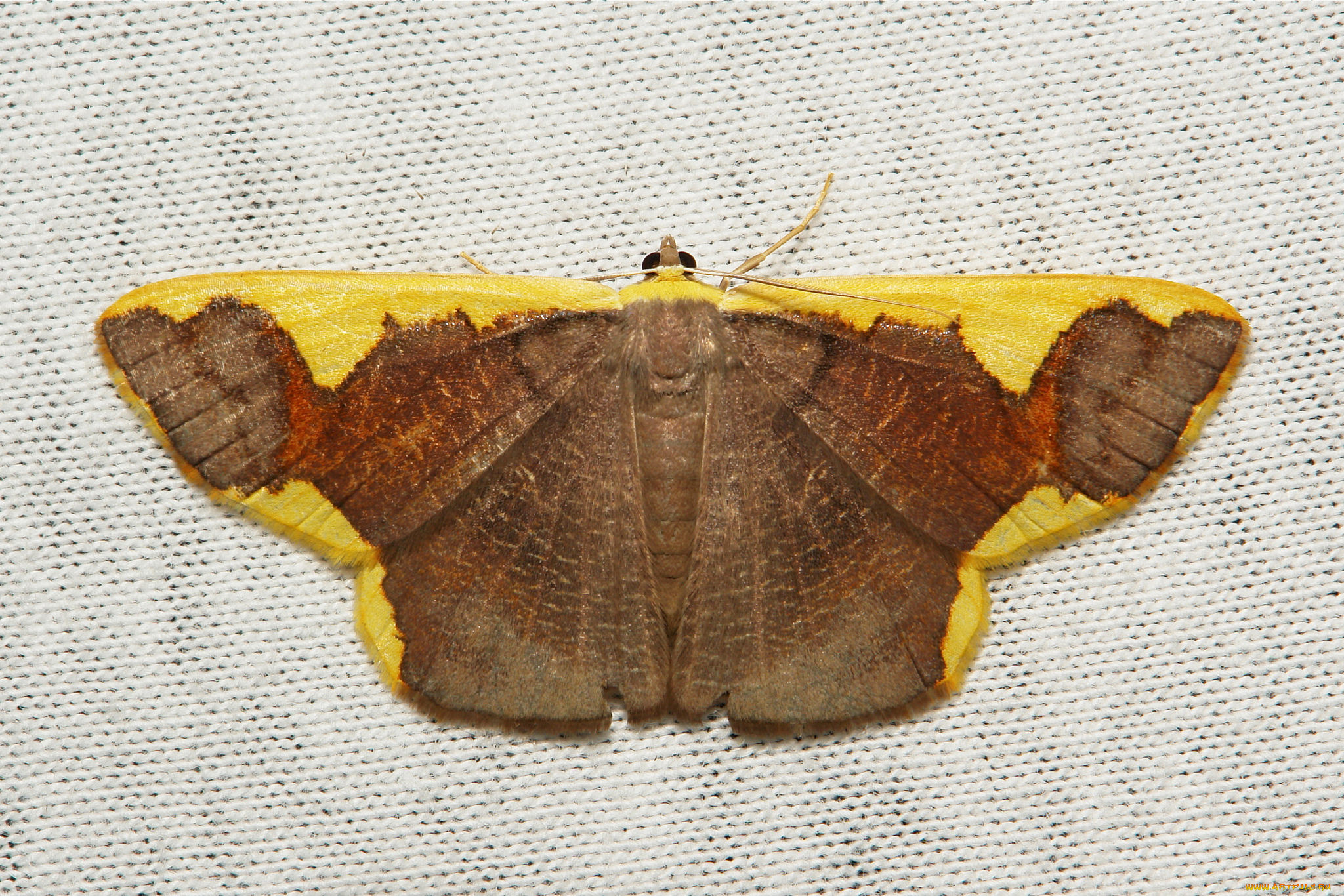 животные, бабочки, itchydogimages, макро, бабочка, моль