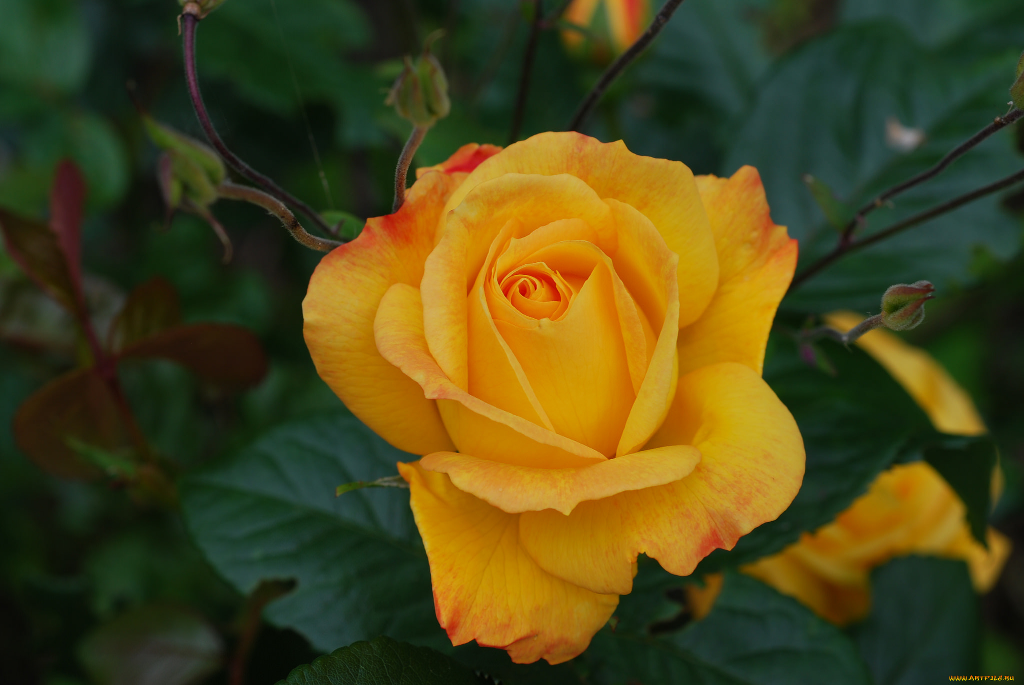 цветы, розы, цветение, rose, бутон, роза, bud, petals, leaves, листья, лепестки, blossoms