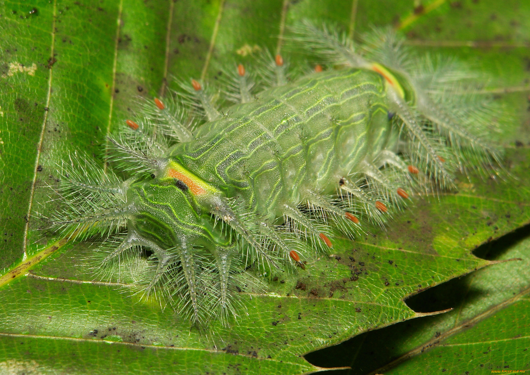 животные, гусеницы, itchydogimages, макро, лист, гусеница