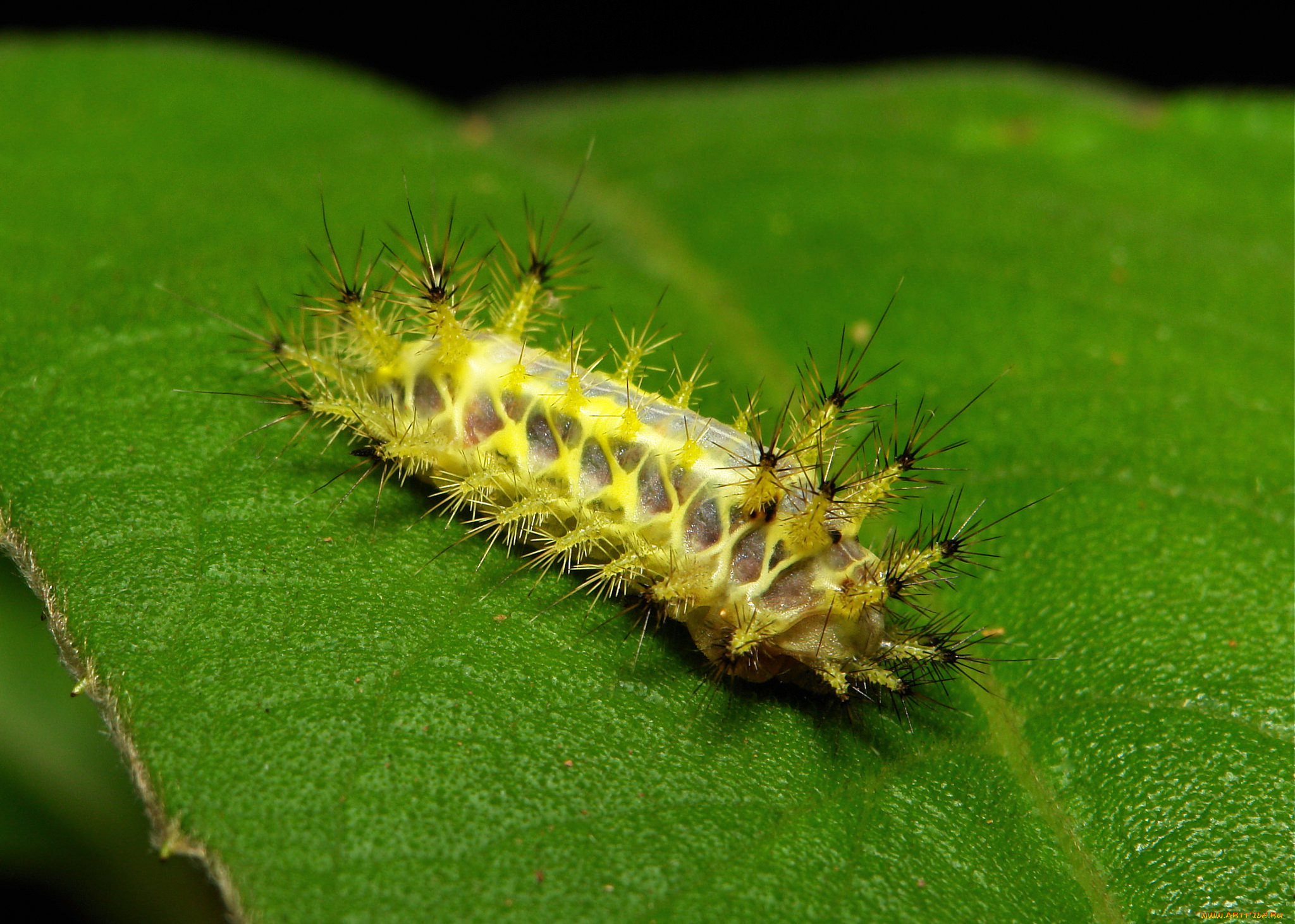 животные, гусеницы, itchydogimages, макро, лист, гусеница