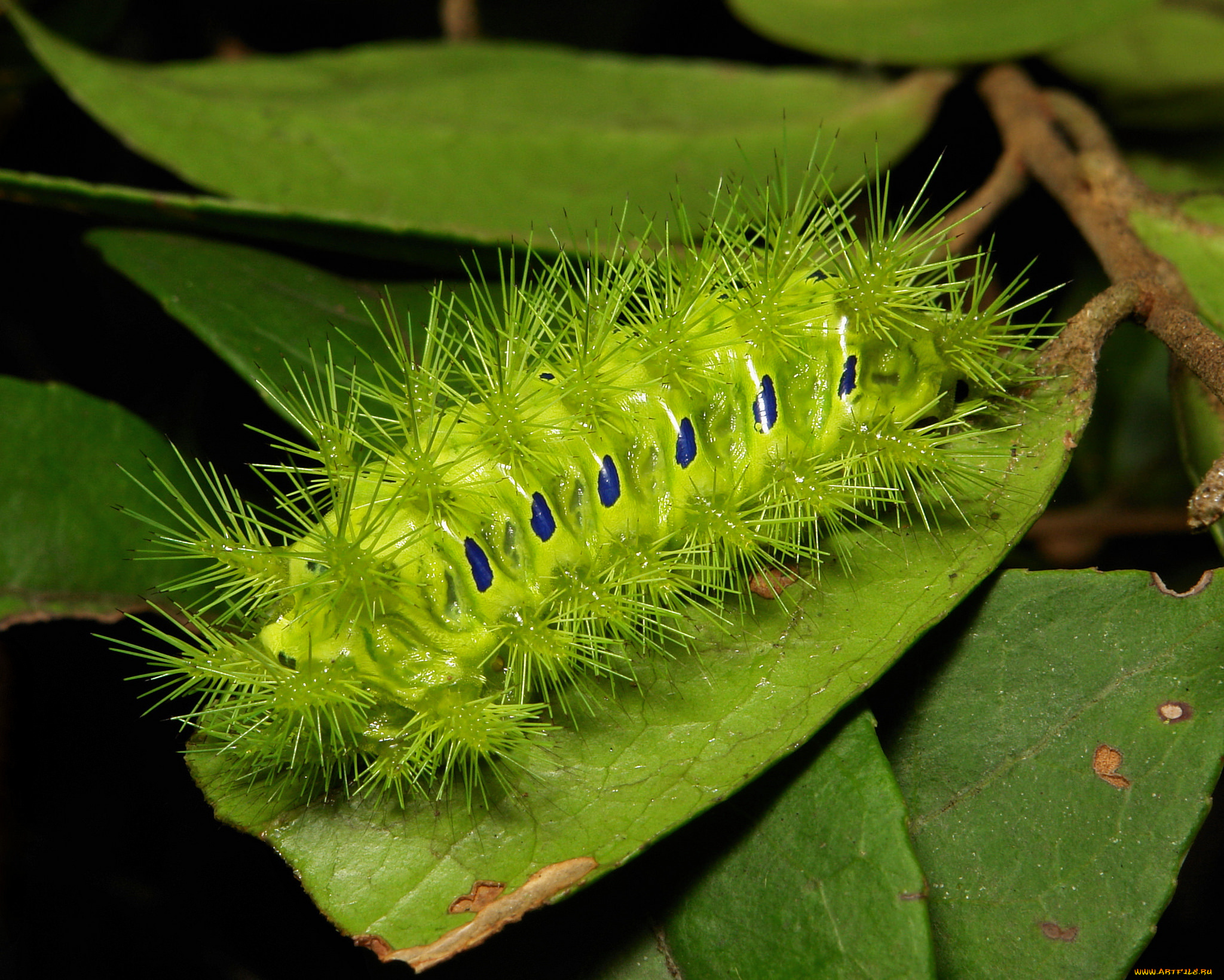 животные, гусеницы, itchydogimages, макро, веточка, листья, гусеница, зелёная