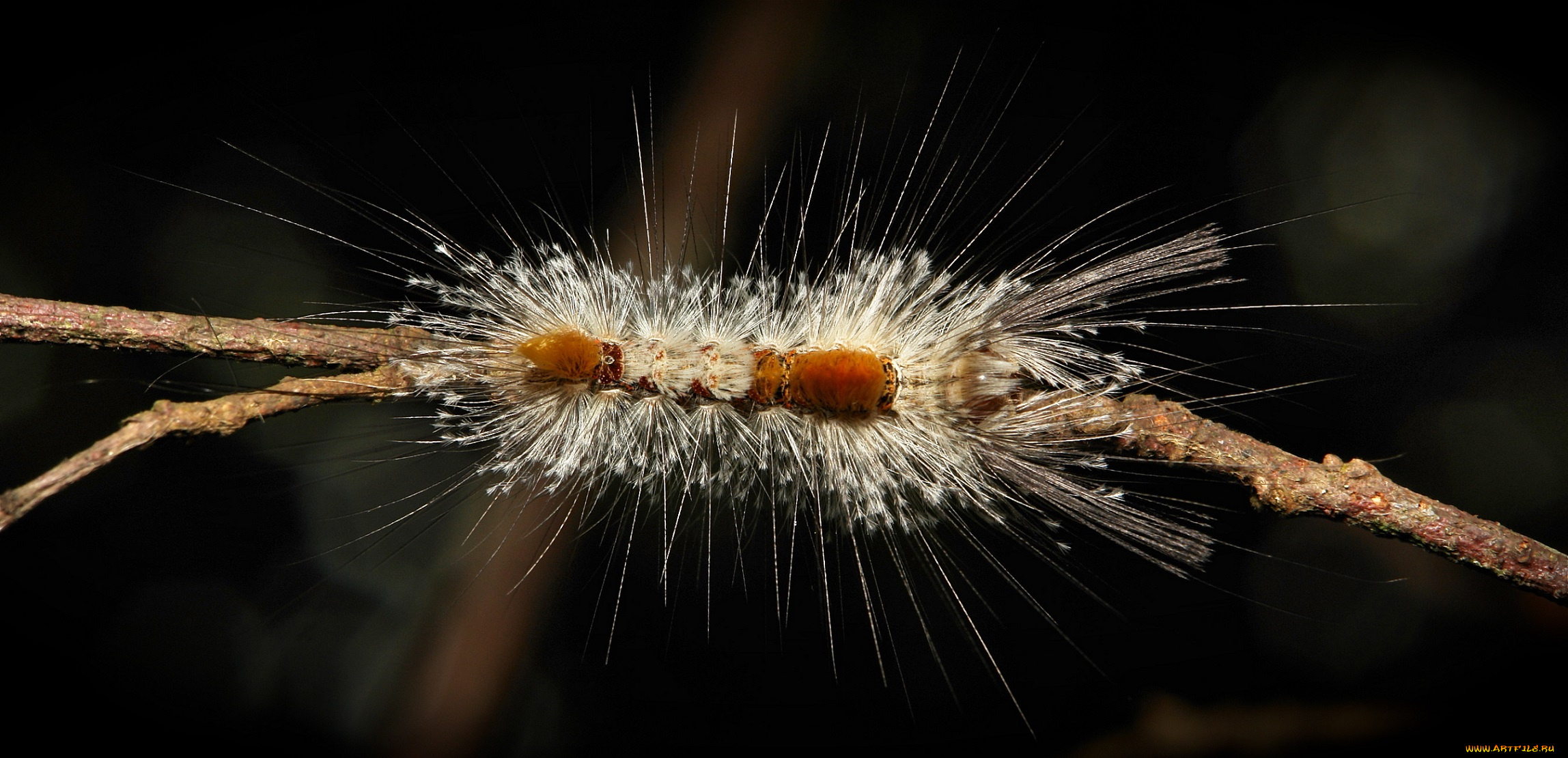 животные, гусеницы, itchydogimages, макро, гусеница, веточка