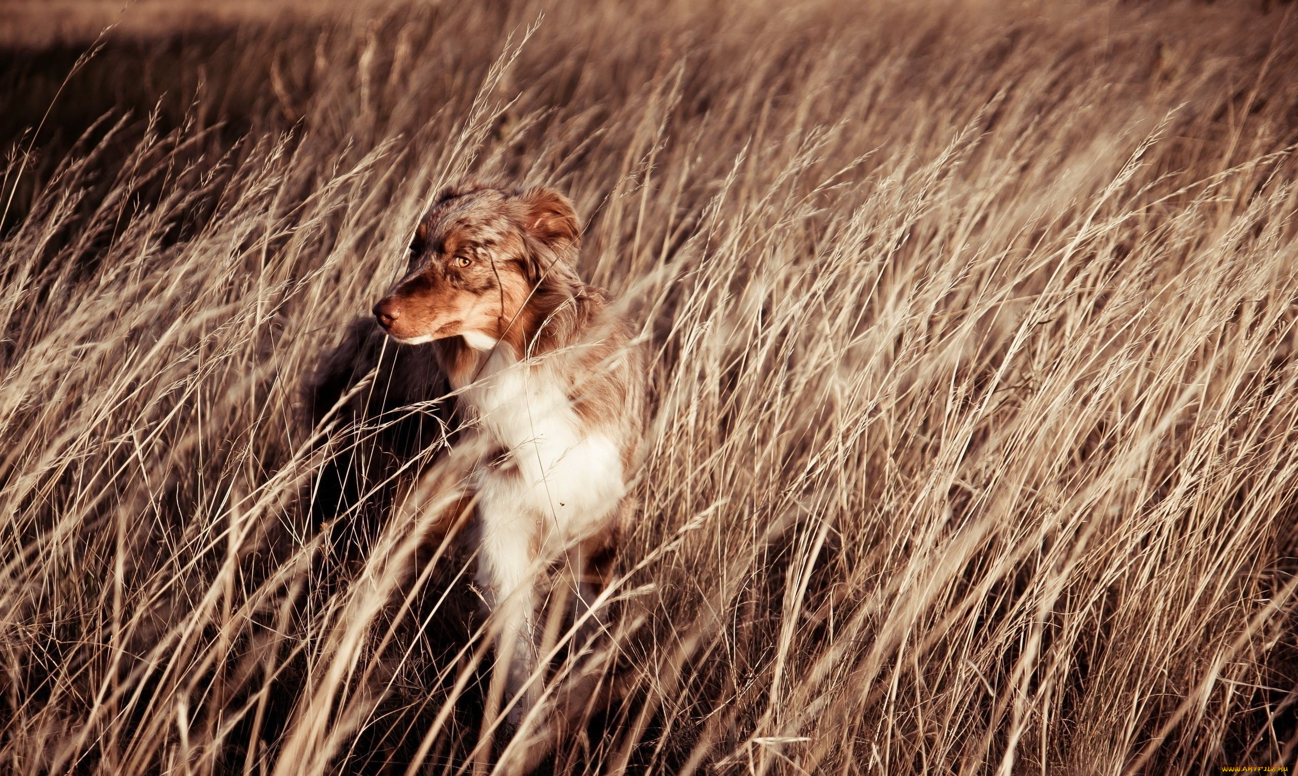 животные, собаки, колосья, морда