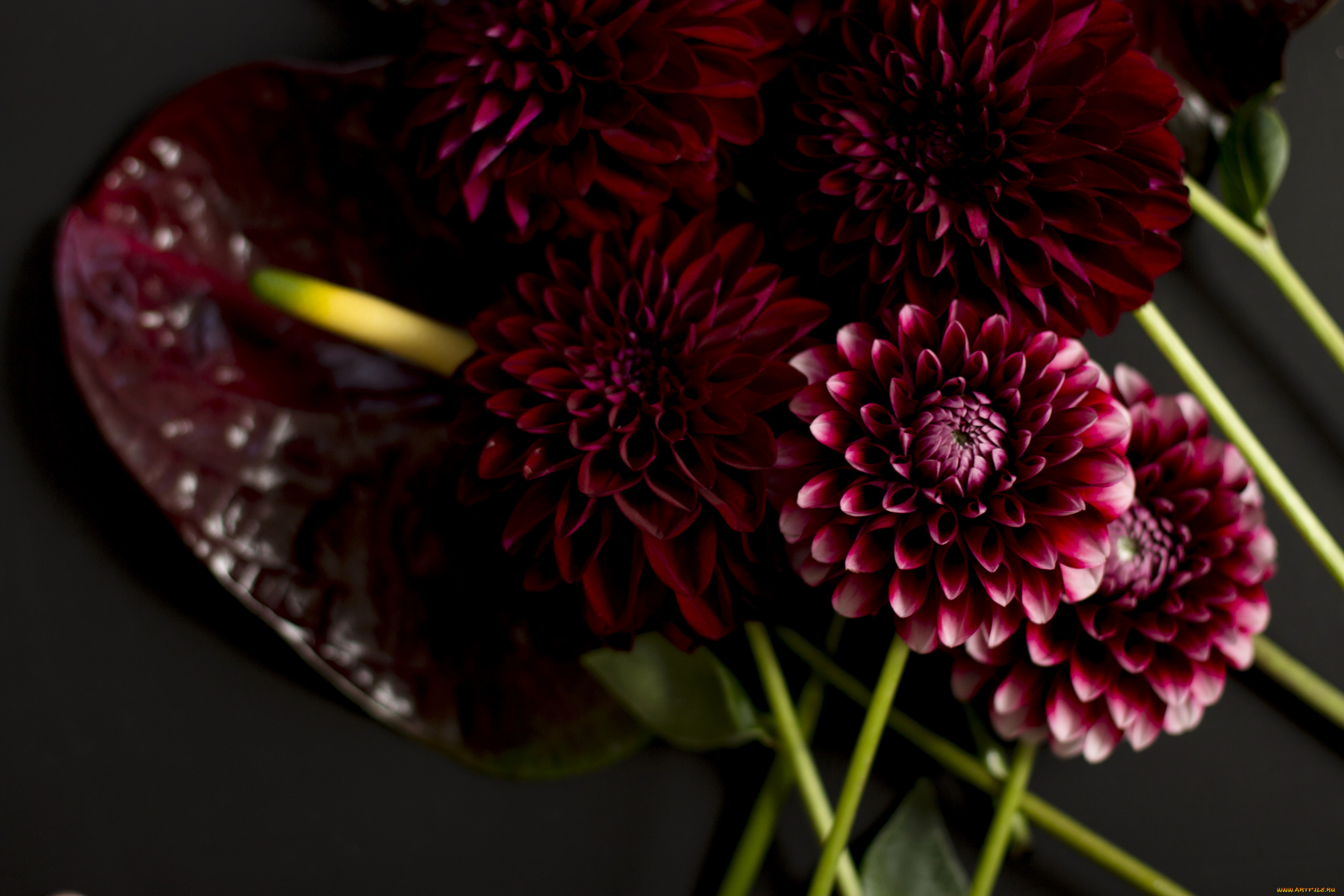 цветы, букеты, , композиции, бордовые, антуриум, георгины