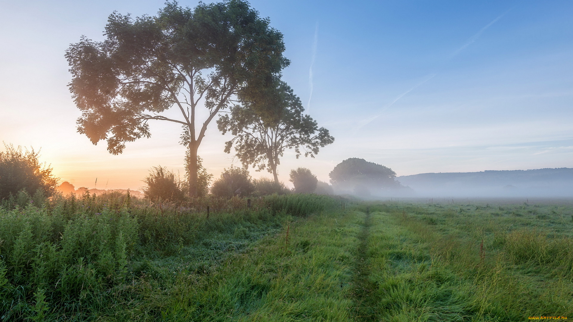 природа, деревья, поле, утро, туман