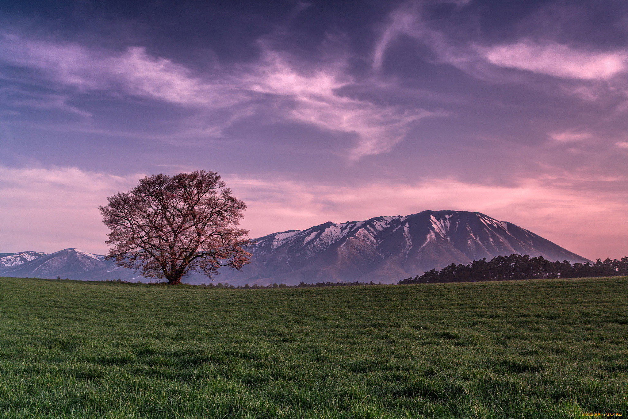 природа, деревья, трава, поле, горы, облака, розовое, небо, вечер, дерево