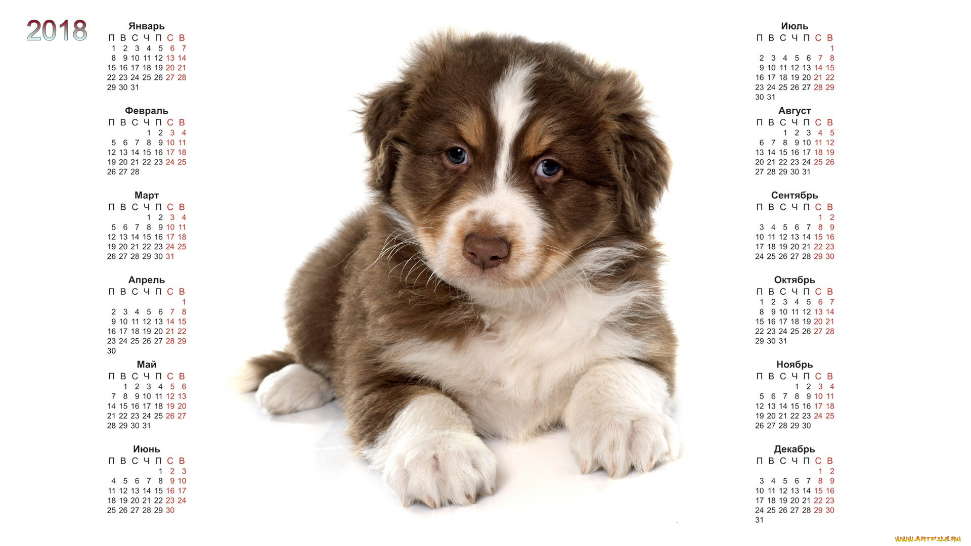 календари, животные, собака