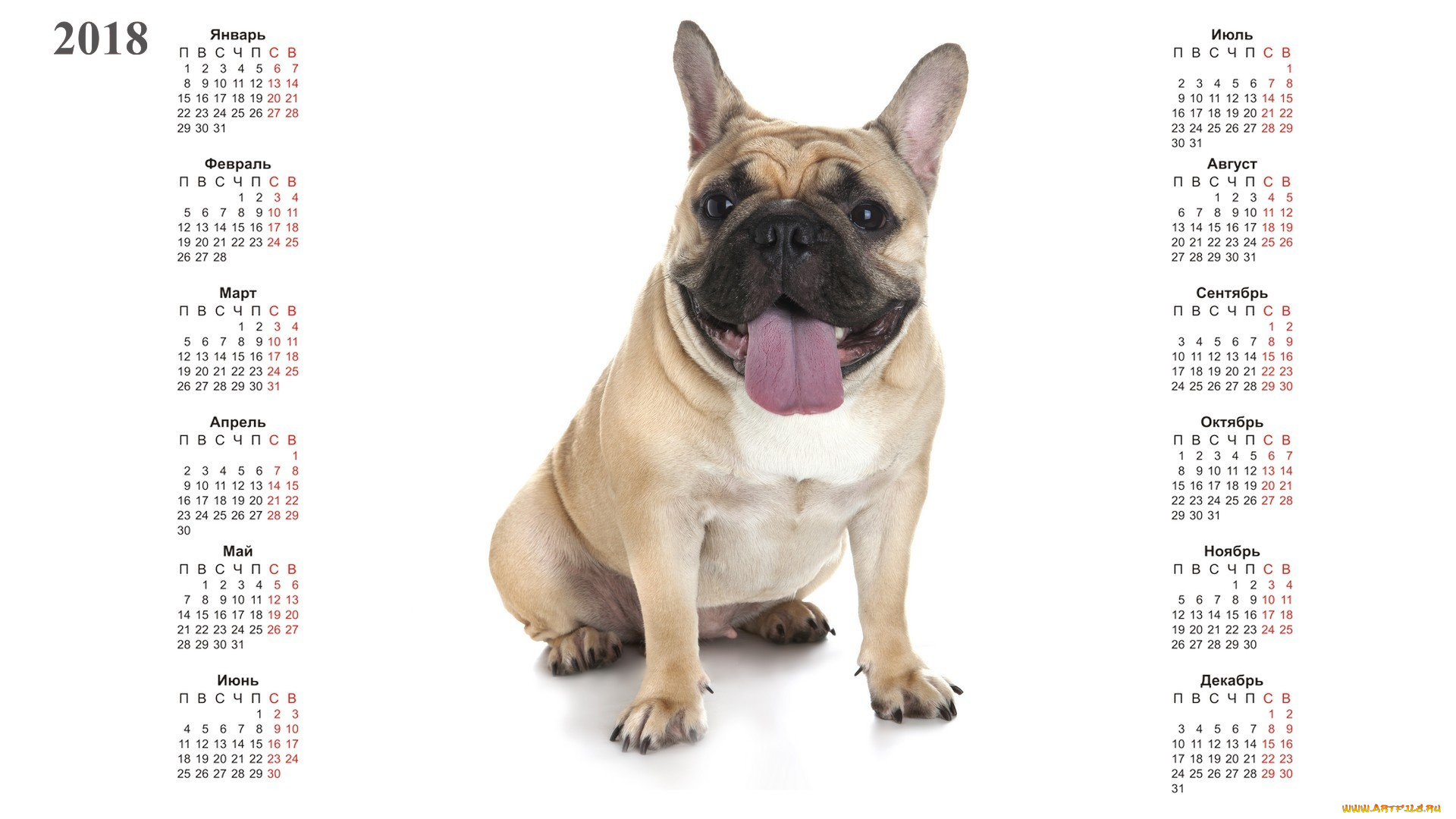 календари, животные, собака, белый, фон