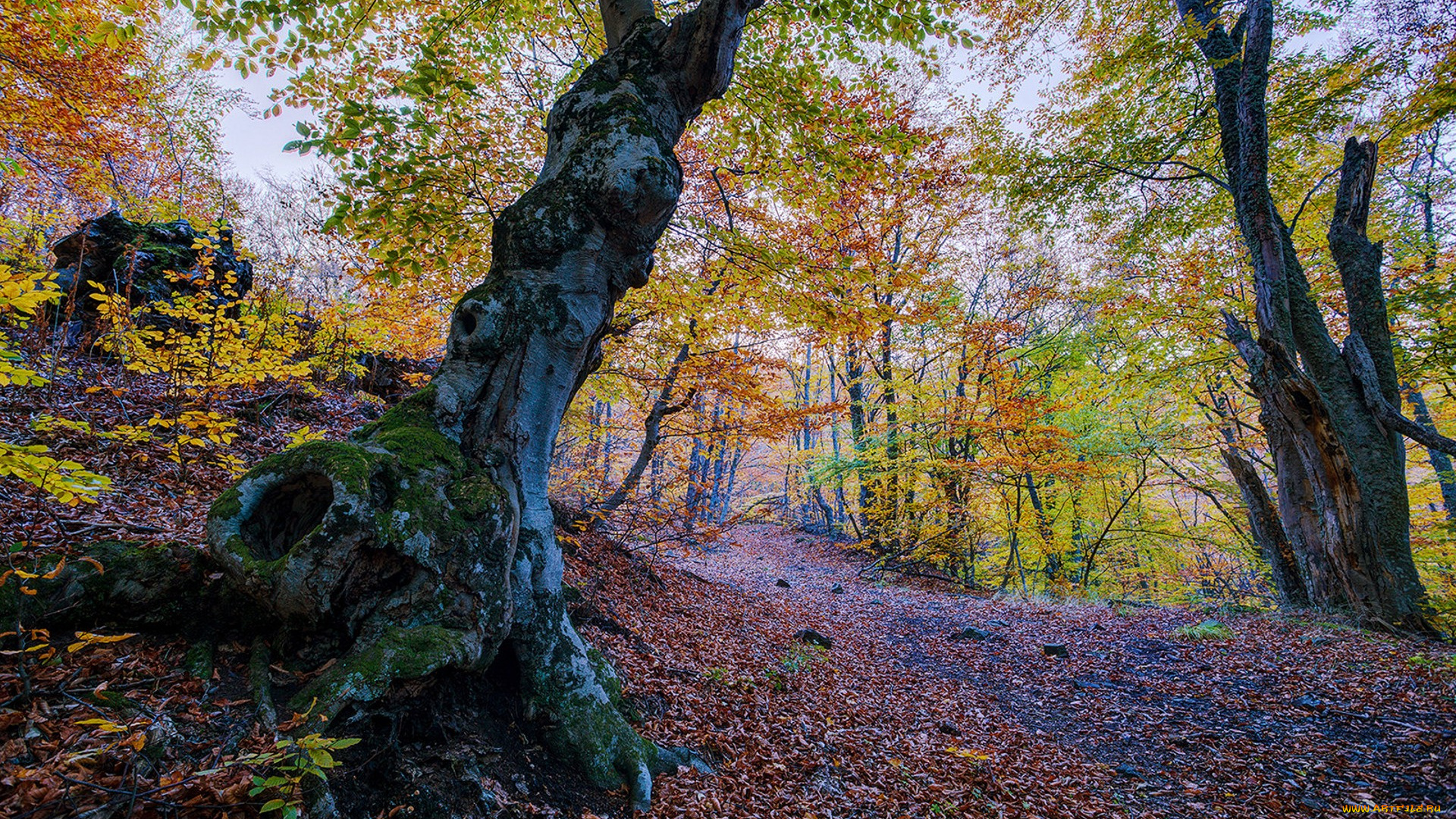 природа, лес, простор