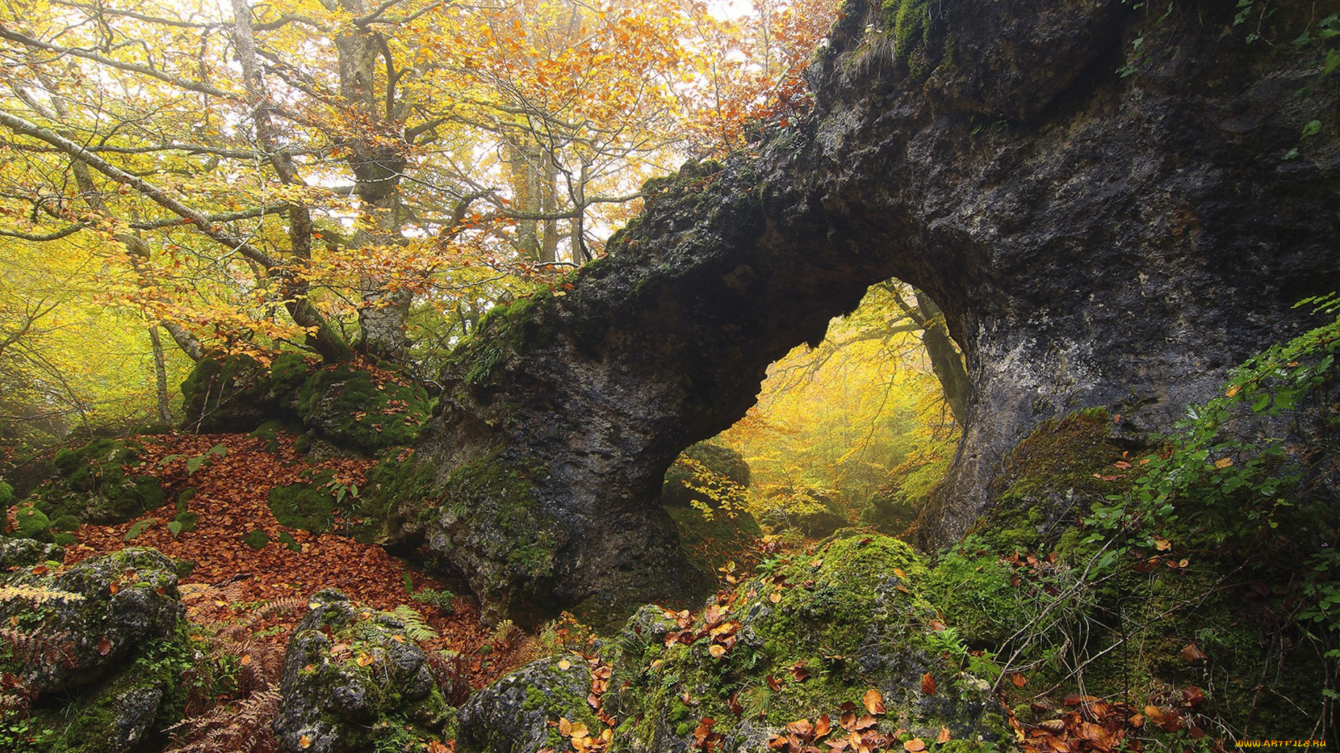 природа, лес, простор