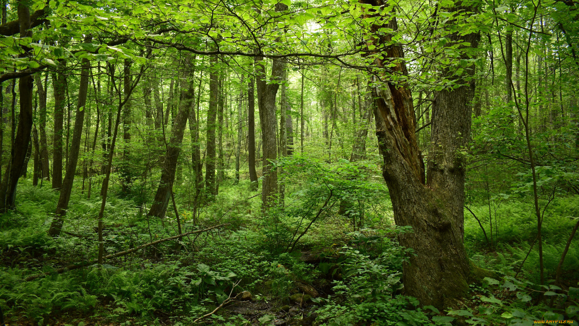 природа, лес, простор