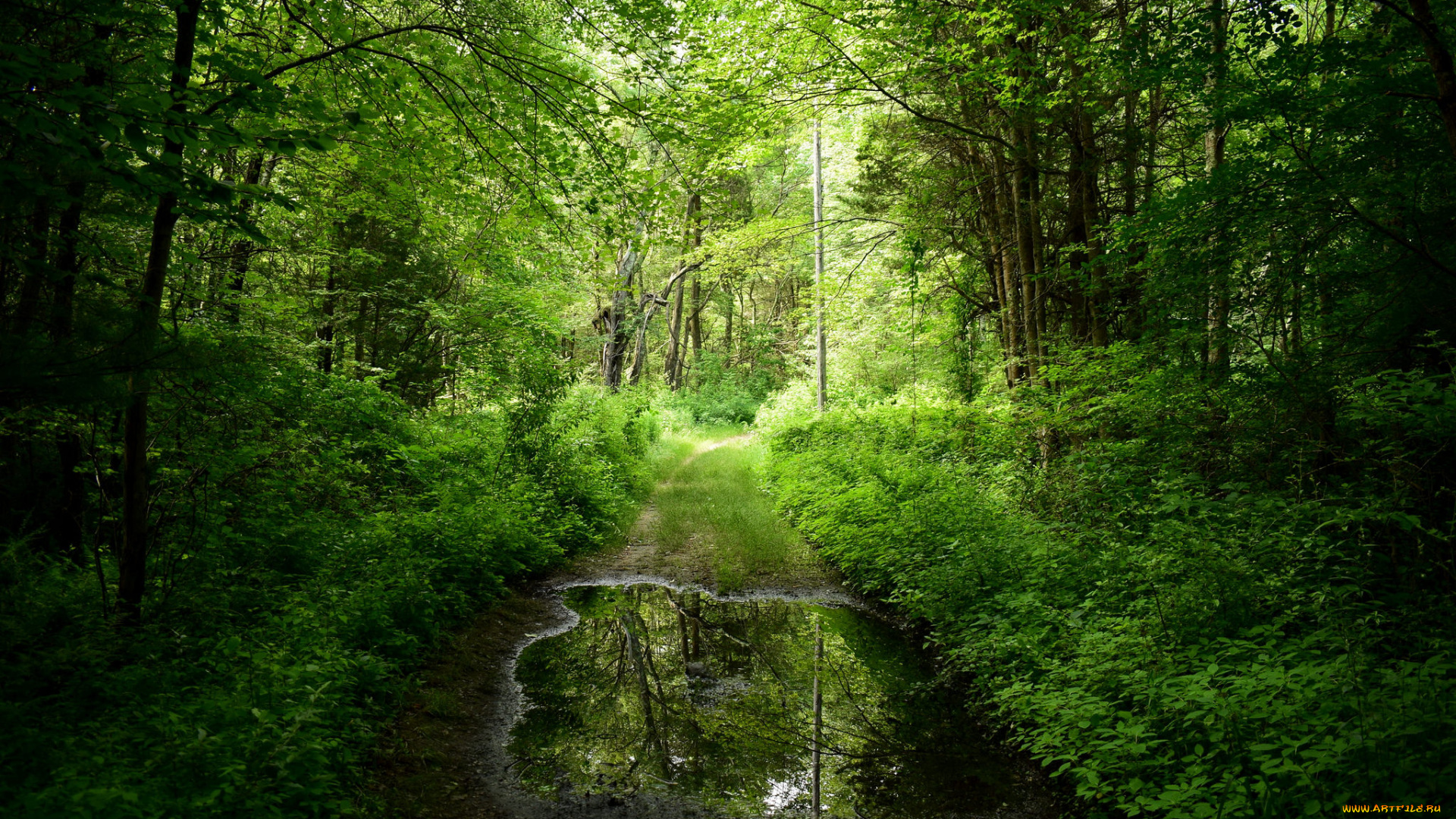 природа, лес, простор