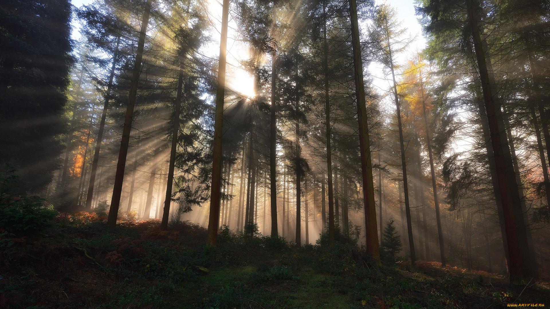 природа, лес, простор