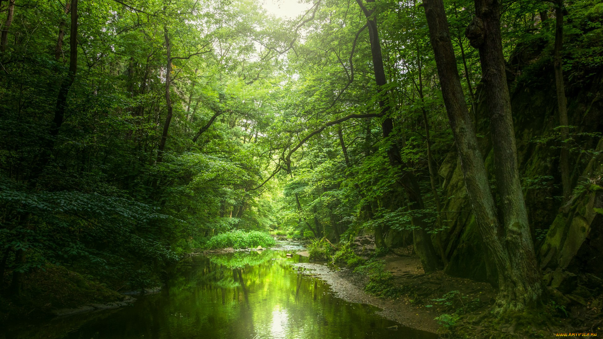 природа, лес, простор