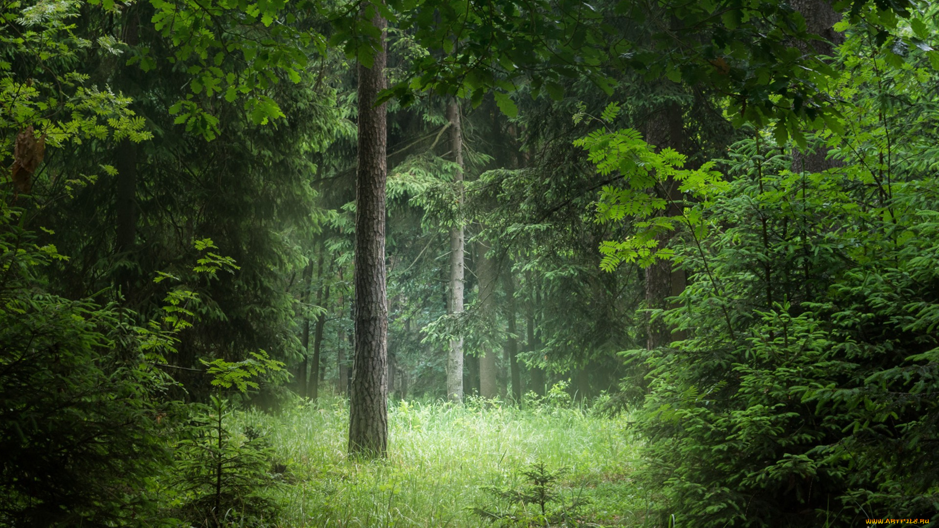 природа, лес, простор