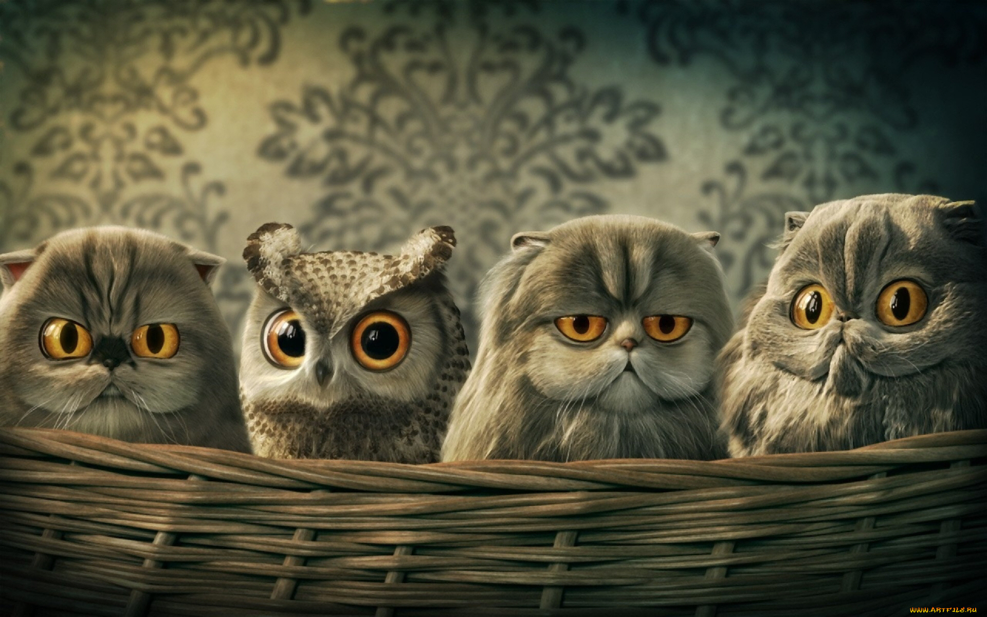 рисованное, животные, совы, кот