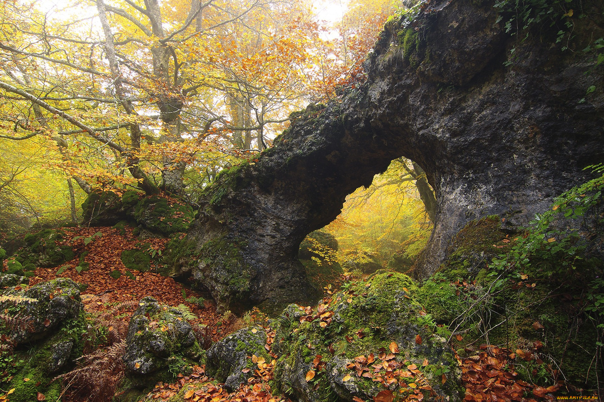 природа, лес, простор