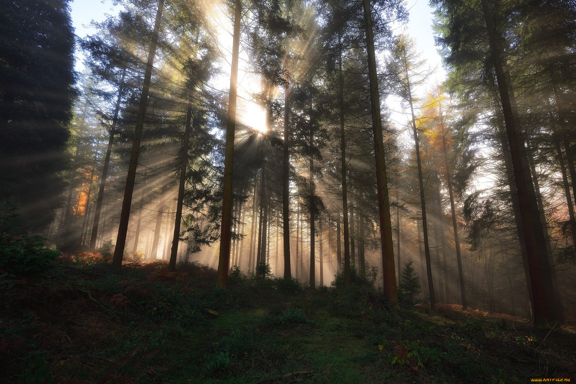 природа, лес, простор