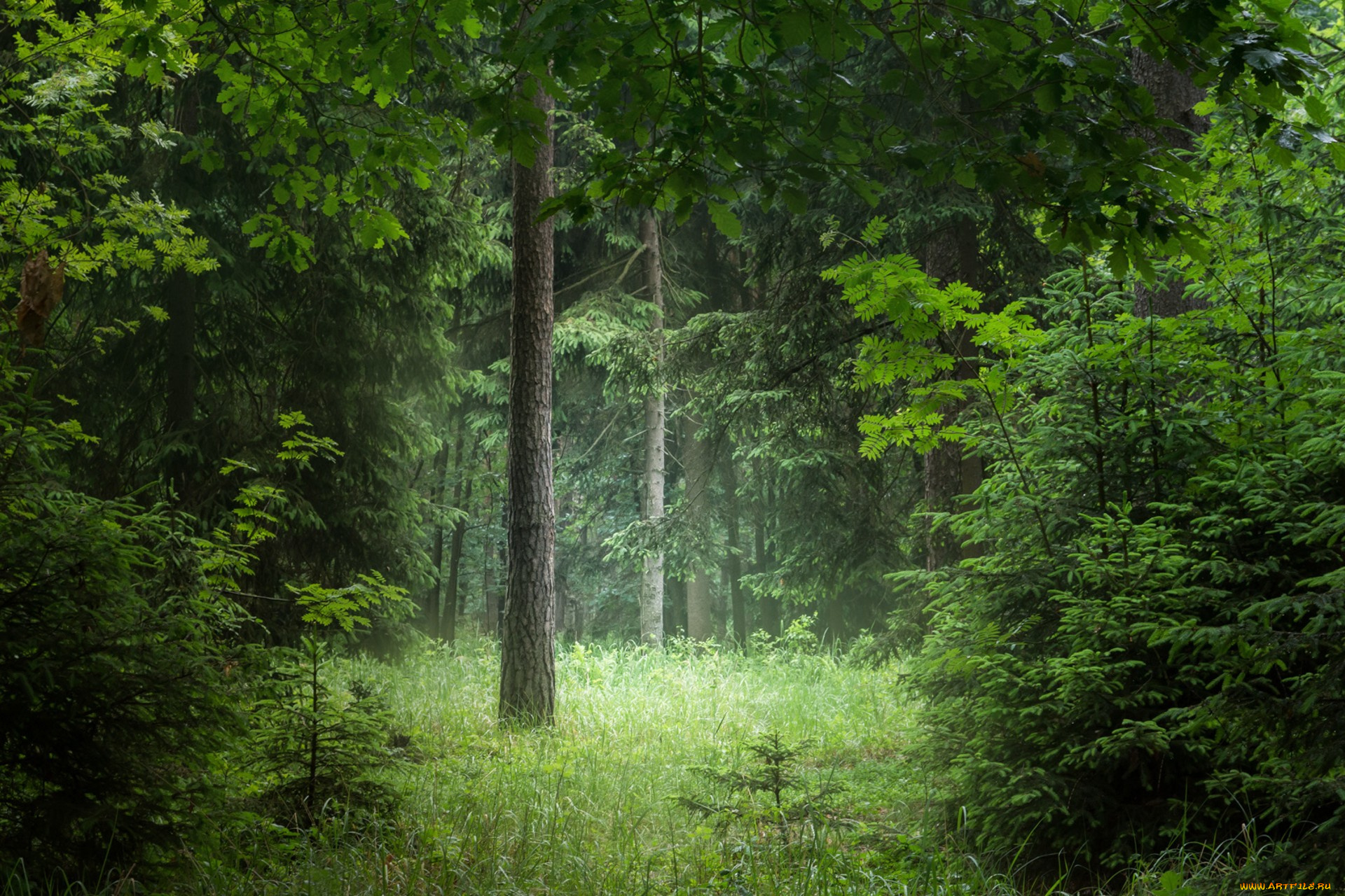 природа, лес, простор