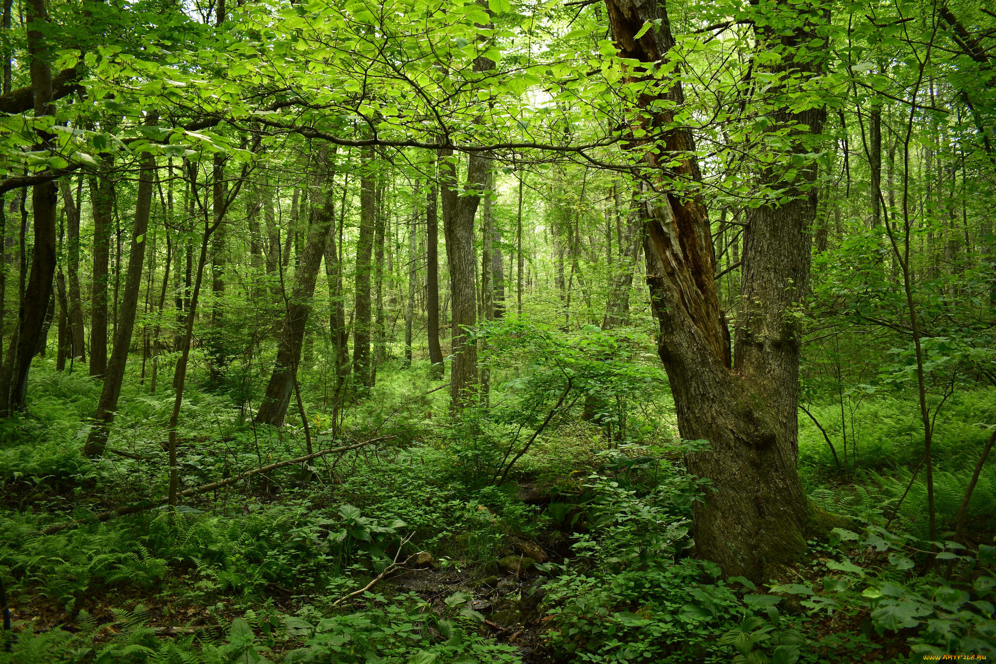 природа, лес, простор