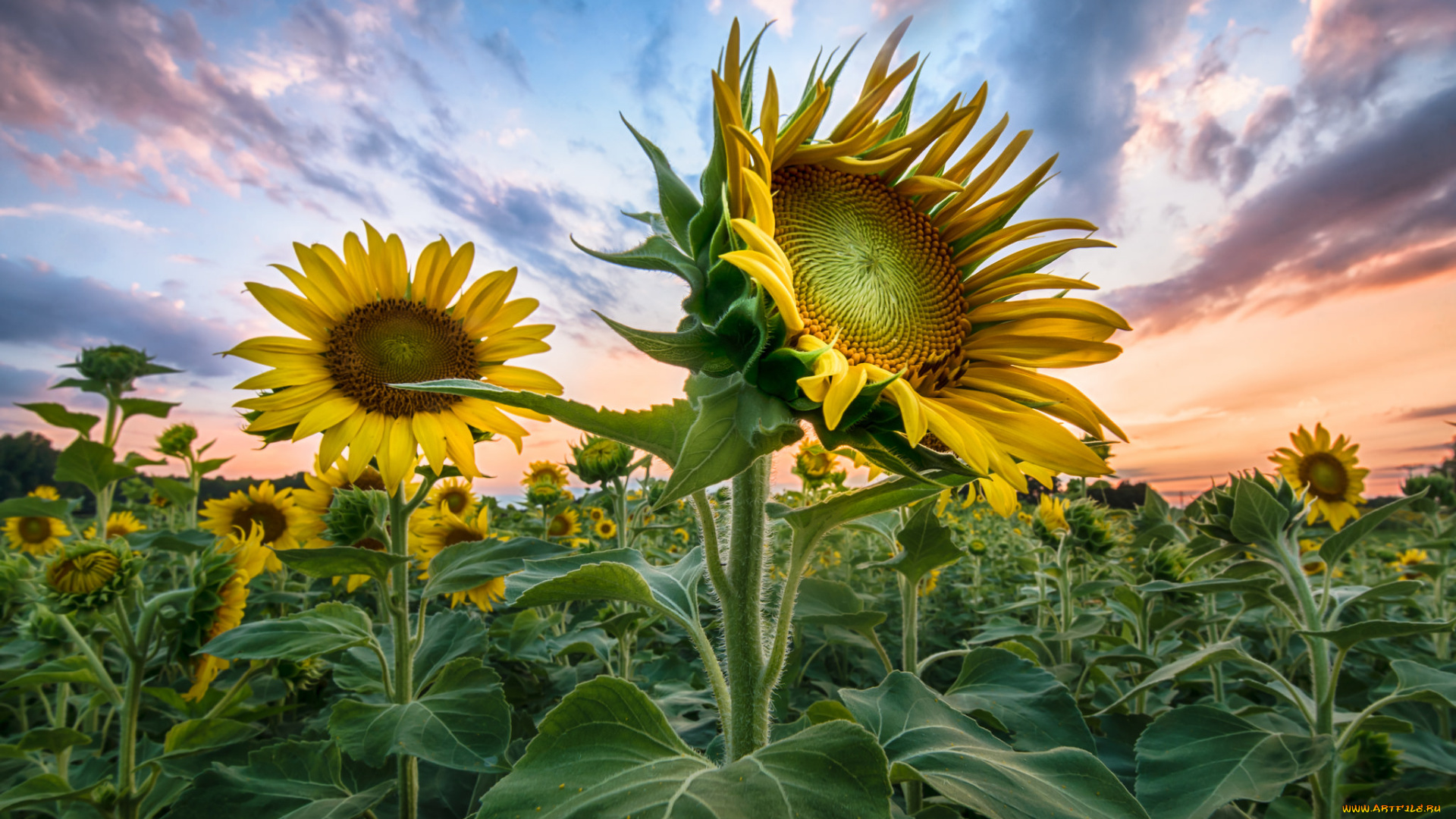 цветы, подсолнухи, поле