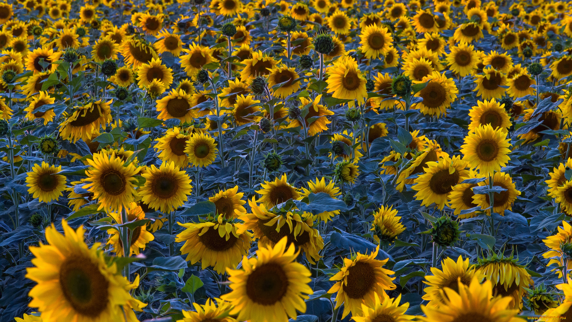цветы, подсолнухи, поле