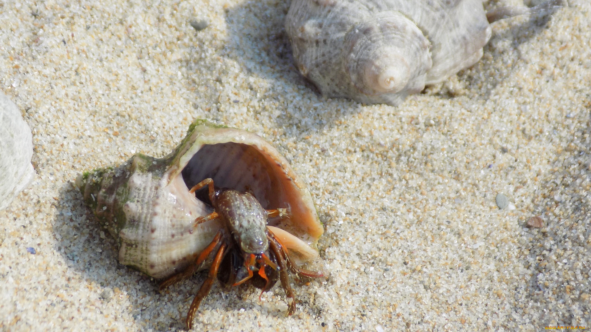 морская, фауна, животные, крабы, , раки, морская, фауна