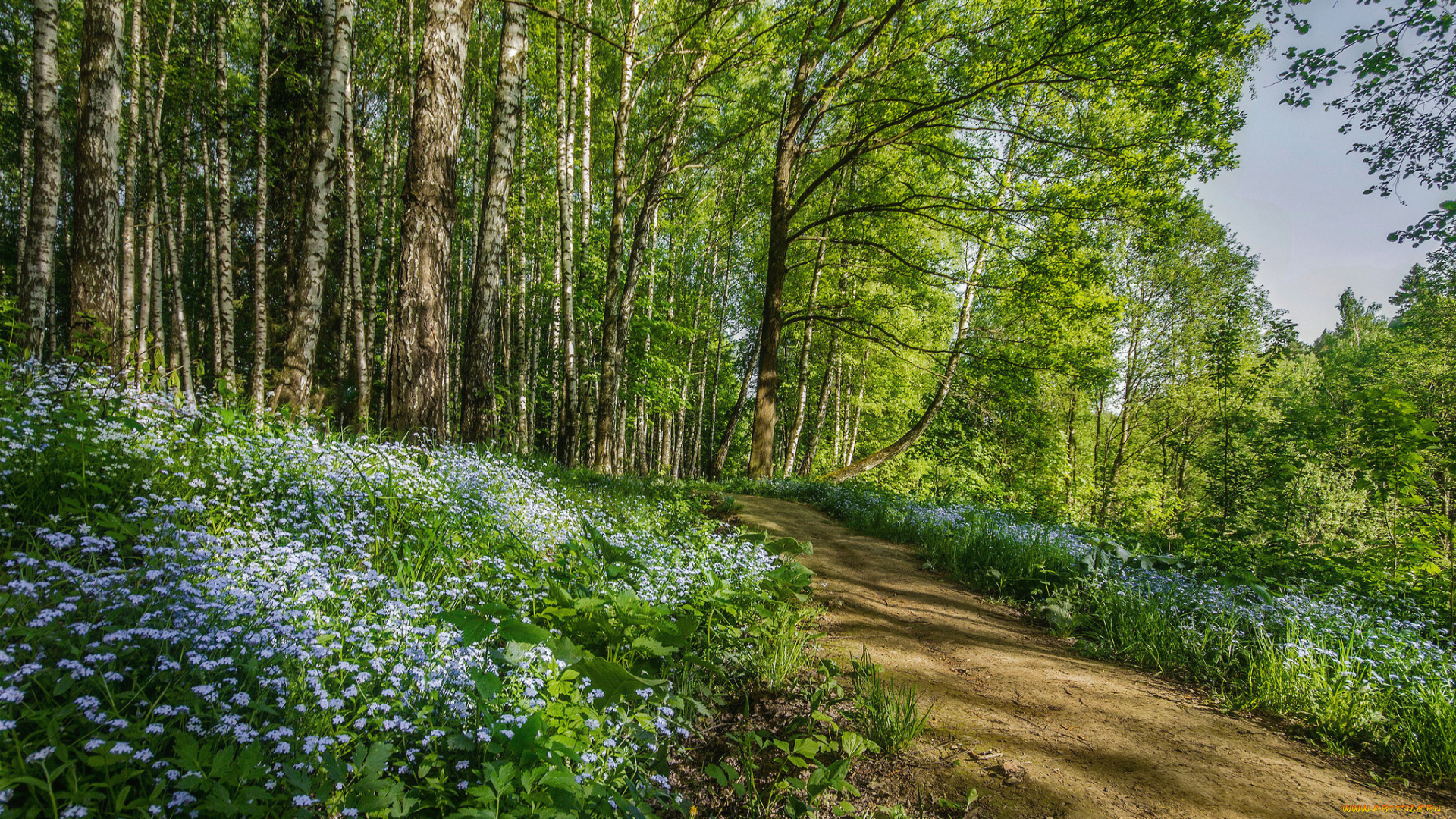 природа, дороги, простор