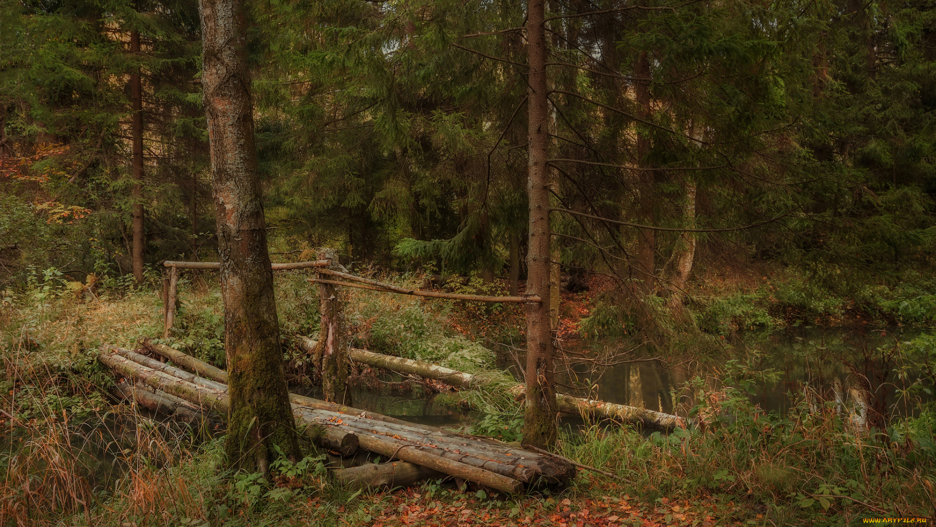 природа, лес, простор