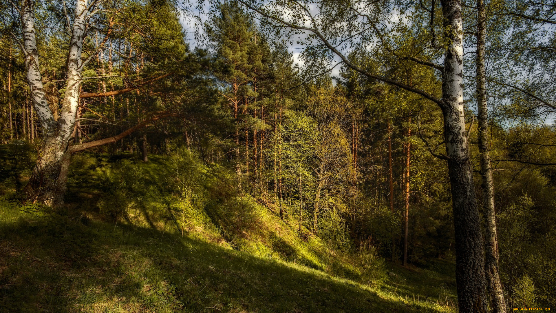 природа, лес, простор