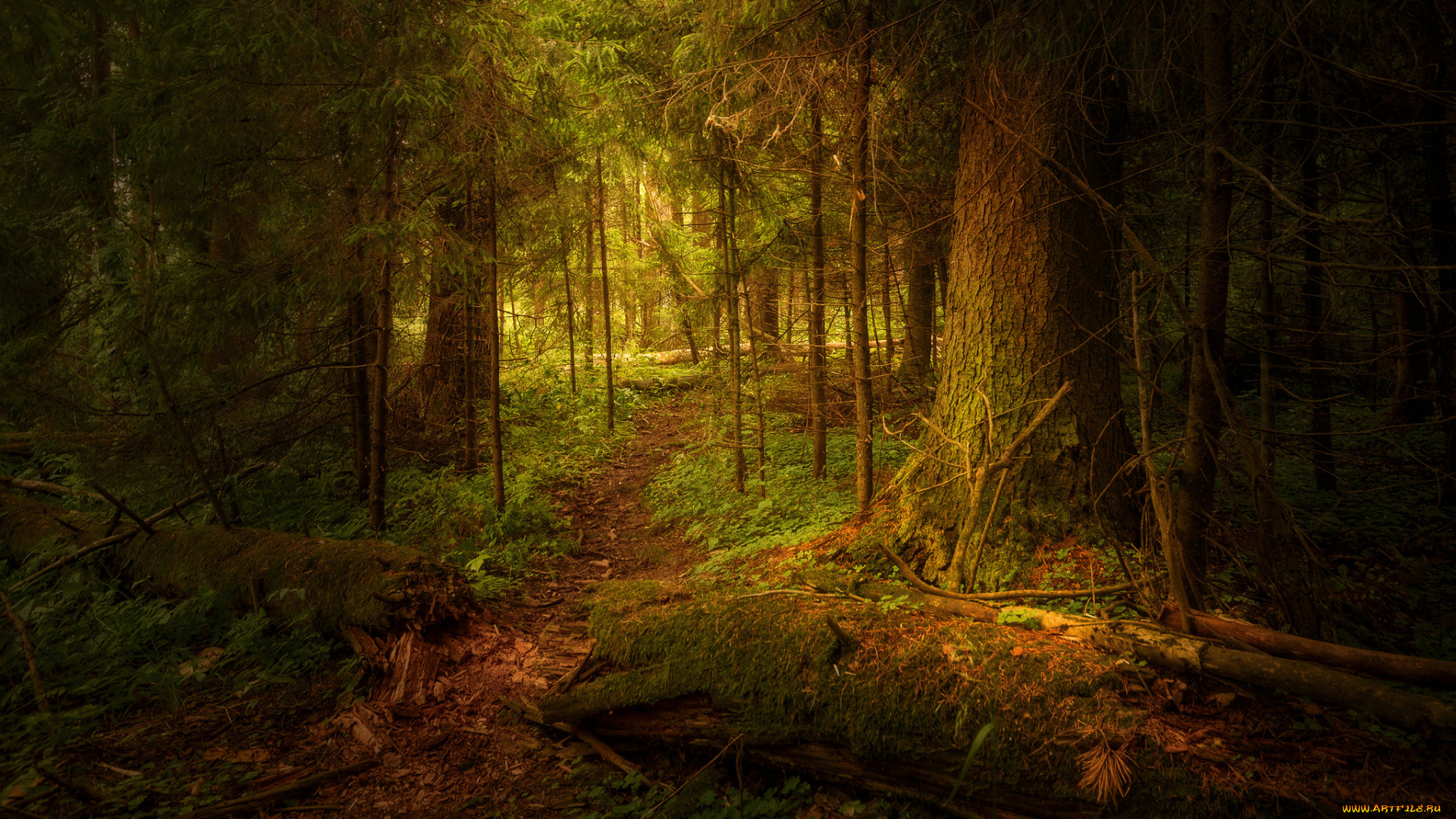 природа, лес, простор