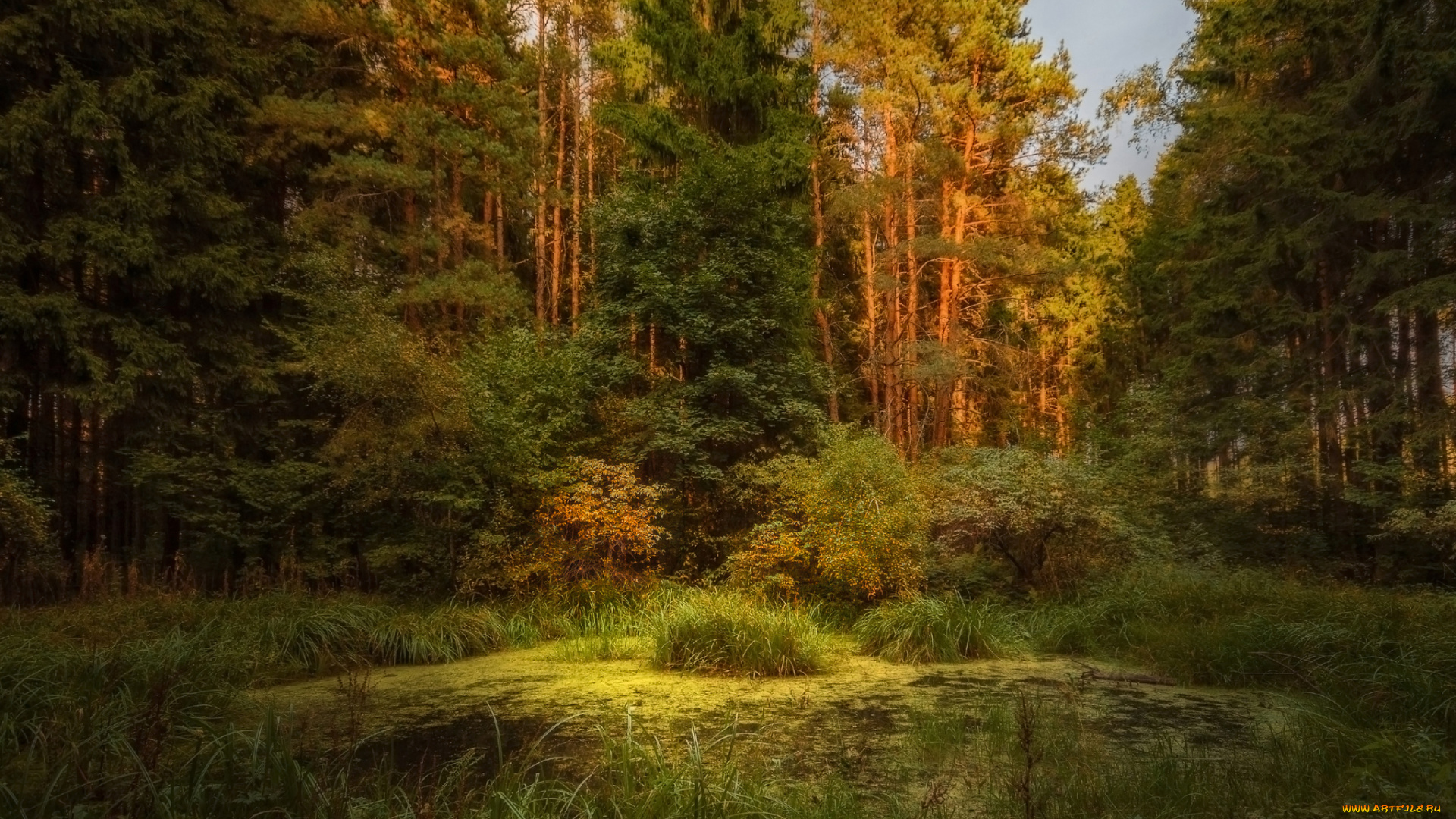 природа, лес, простор