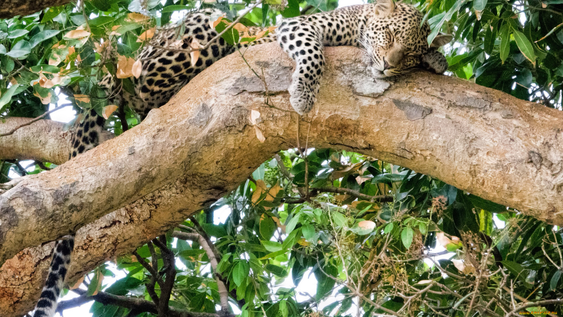 животные, леопарды, хищник