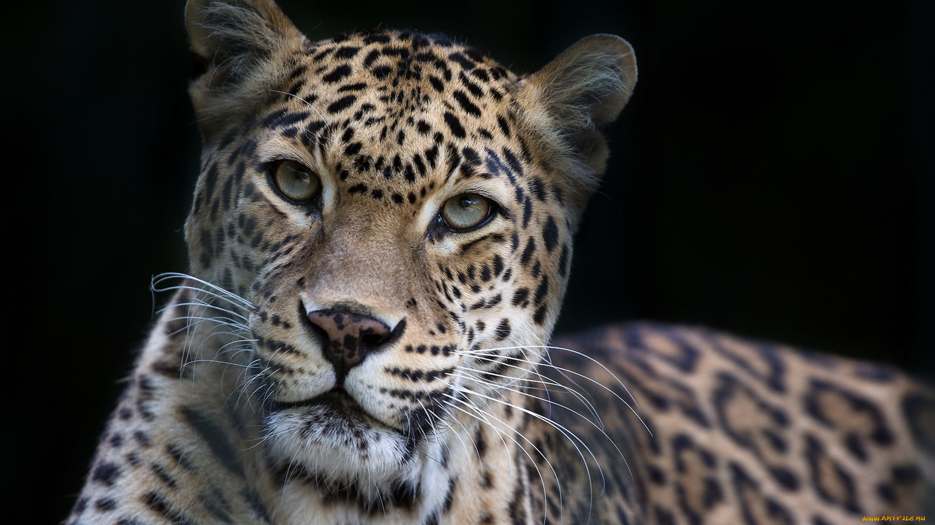 животные, леопарды, хищник