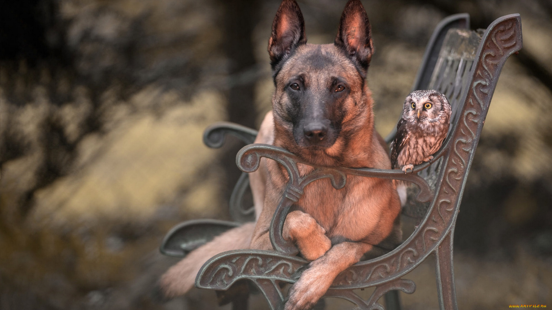 животные, разные, вместе, дружба, фон, птица, сова, парк, скамейка, друзья, бельгийская, овчарка, портрет, собака, лавочка