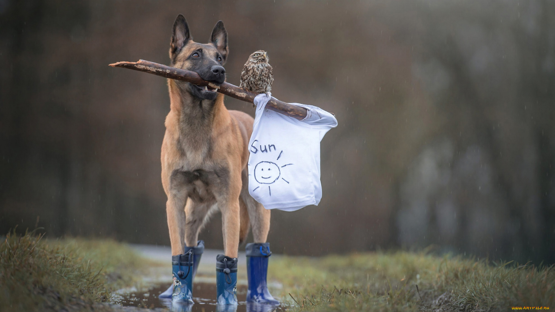 животные, собаки, ненастье, флаг, лужа, майка, сапоги, собака, палка, рисунок, птица, белый, лес, солнышко, друзья, дружба, сова, дождь, трава, бельгийская, овчарка