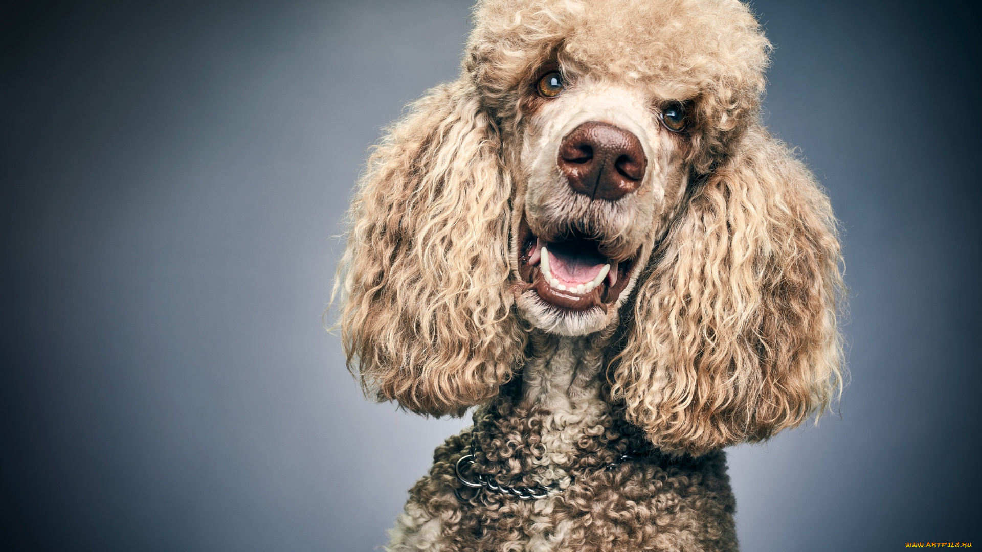 животные, собаки, пудель, собака, портрет, фон, морда, взгляд