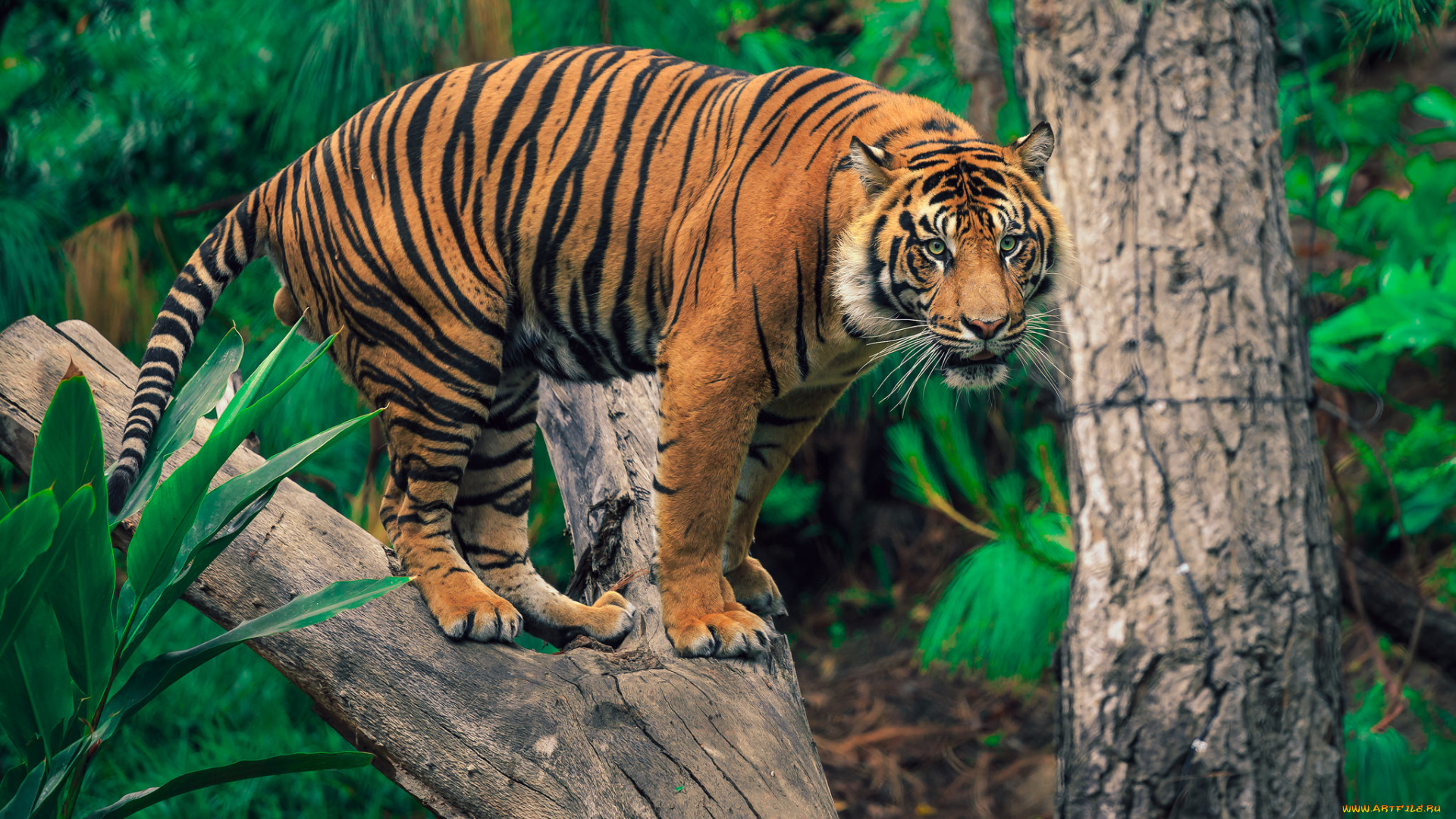 животные, тигры, хищник