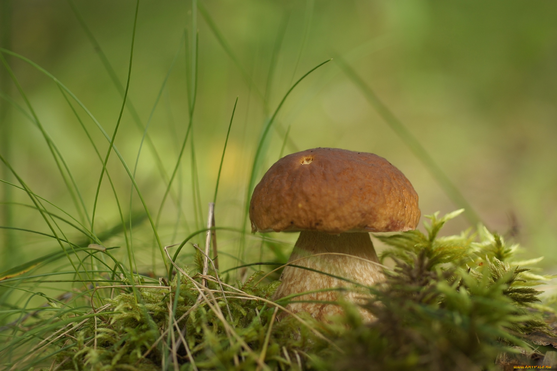 природа, грибы, боровик, гриб, трава